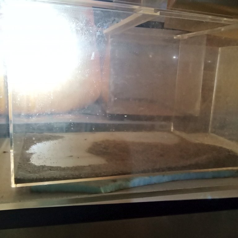 静岡の熱帯魚屋さんミクロの中古。