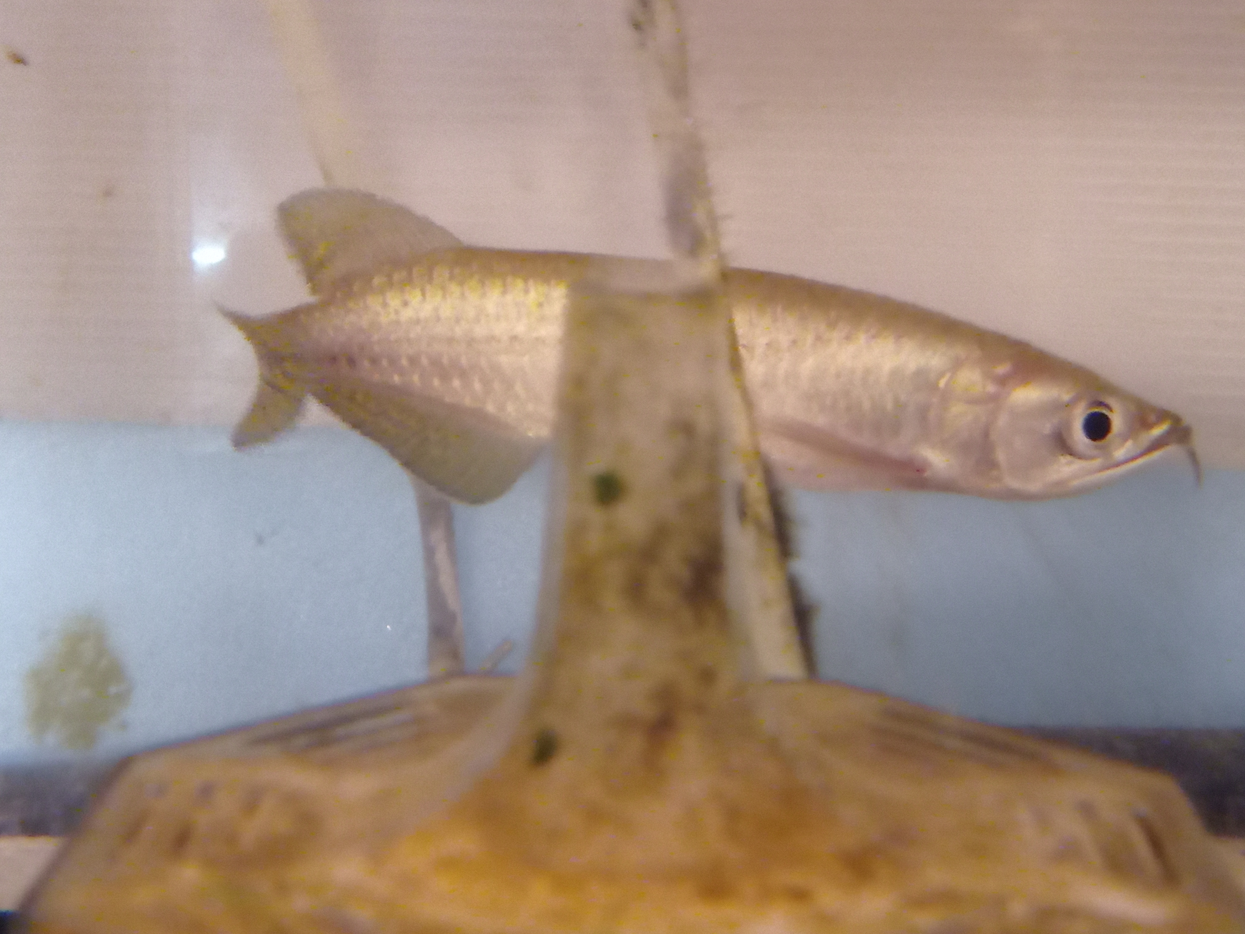 静岡の熱帯魚屋さんミクロの入荷。