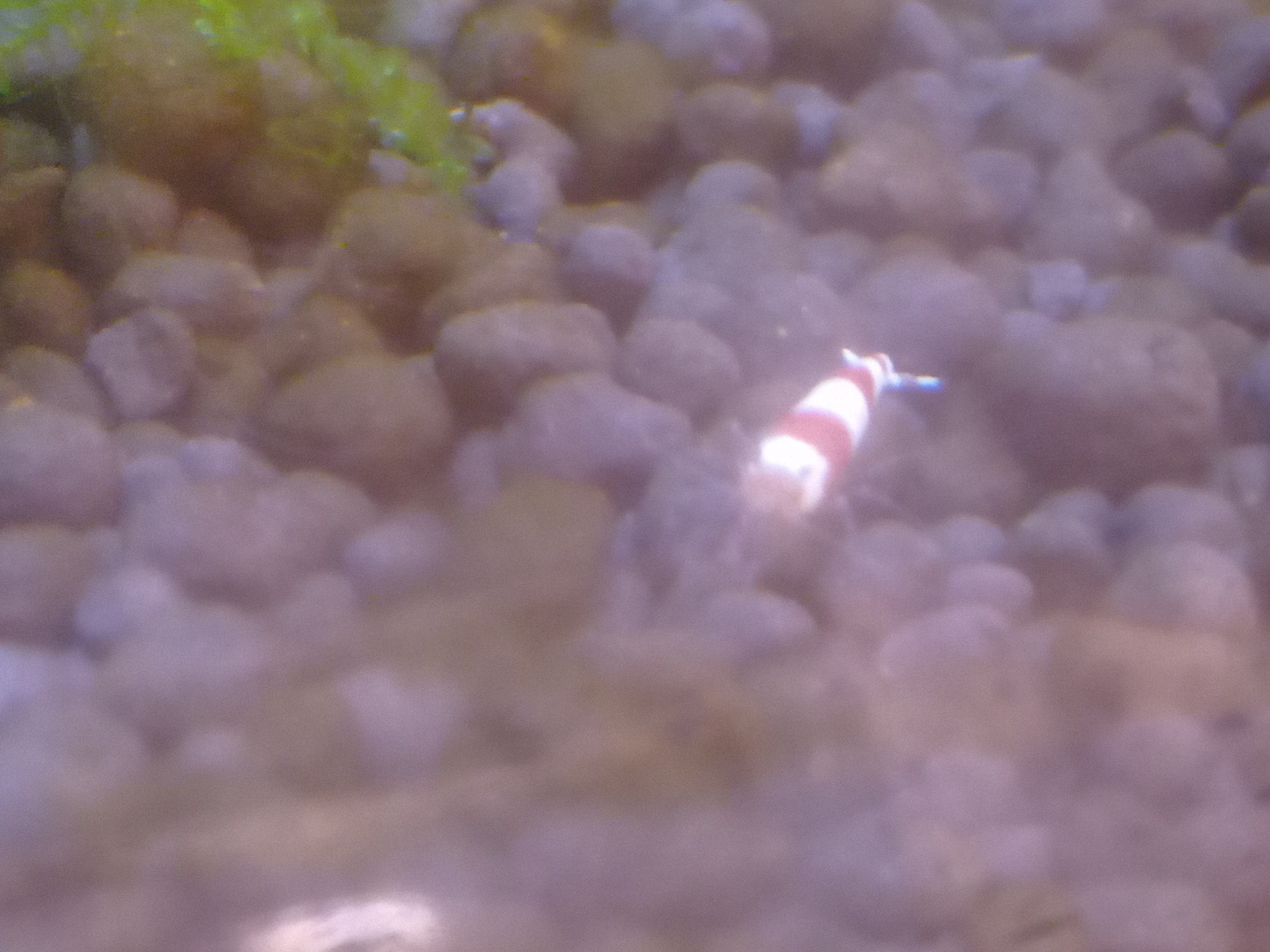 静岡の熱帯魚屋さんミクロの入荷。