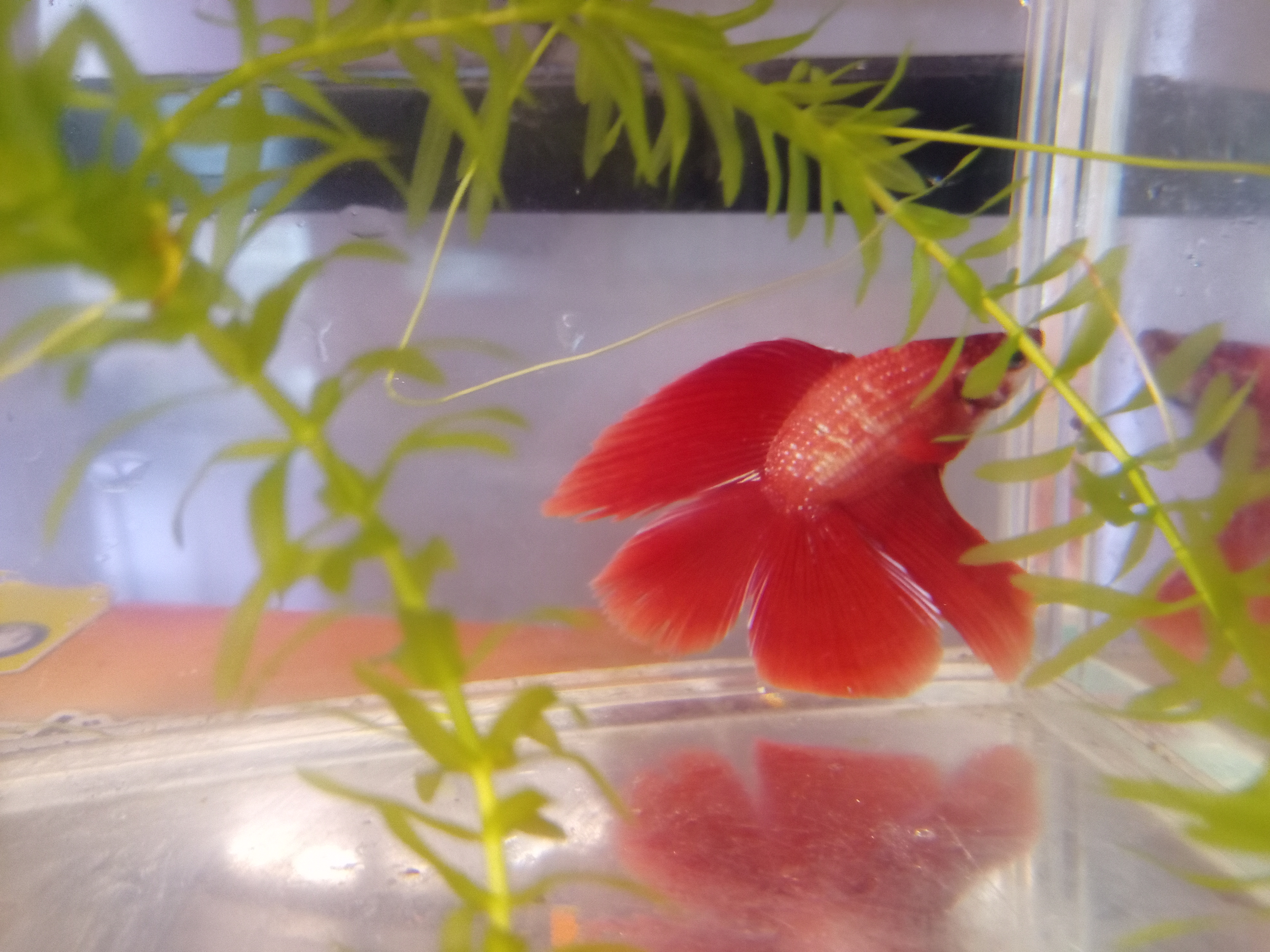 静岡の熱帯魚屋さんミクロの入荷。