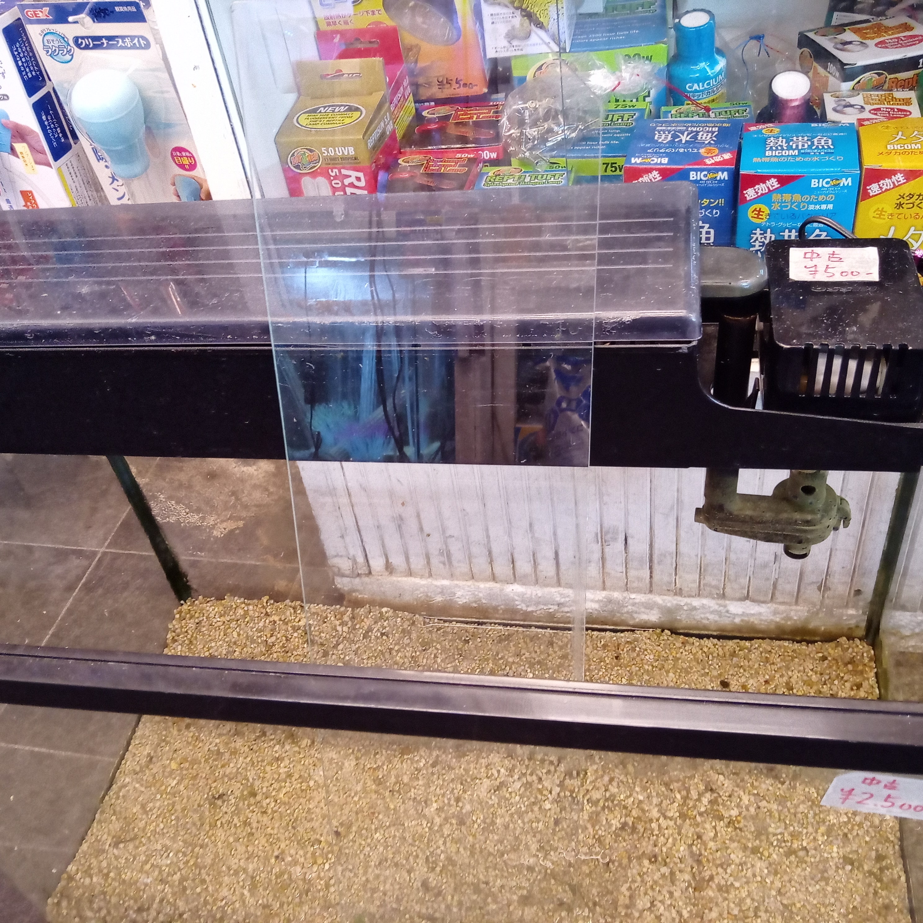 静岡の熱帯魚屋さんミクロの中古。