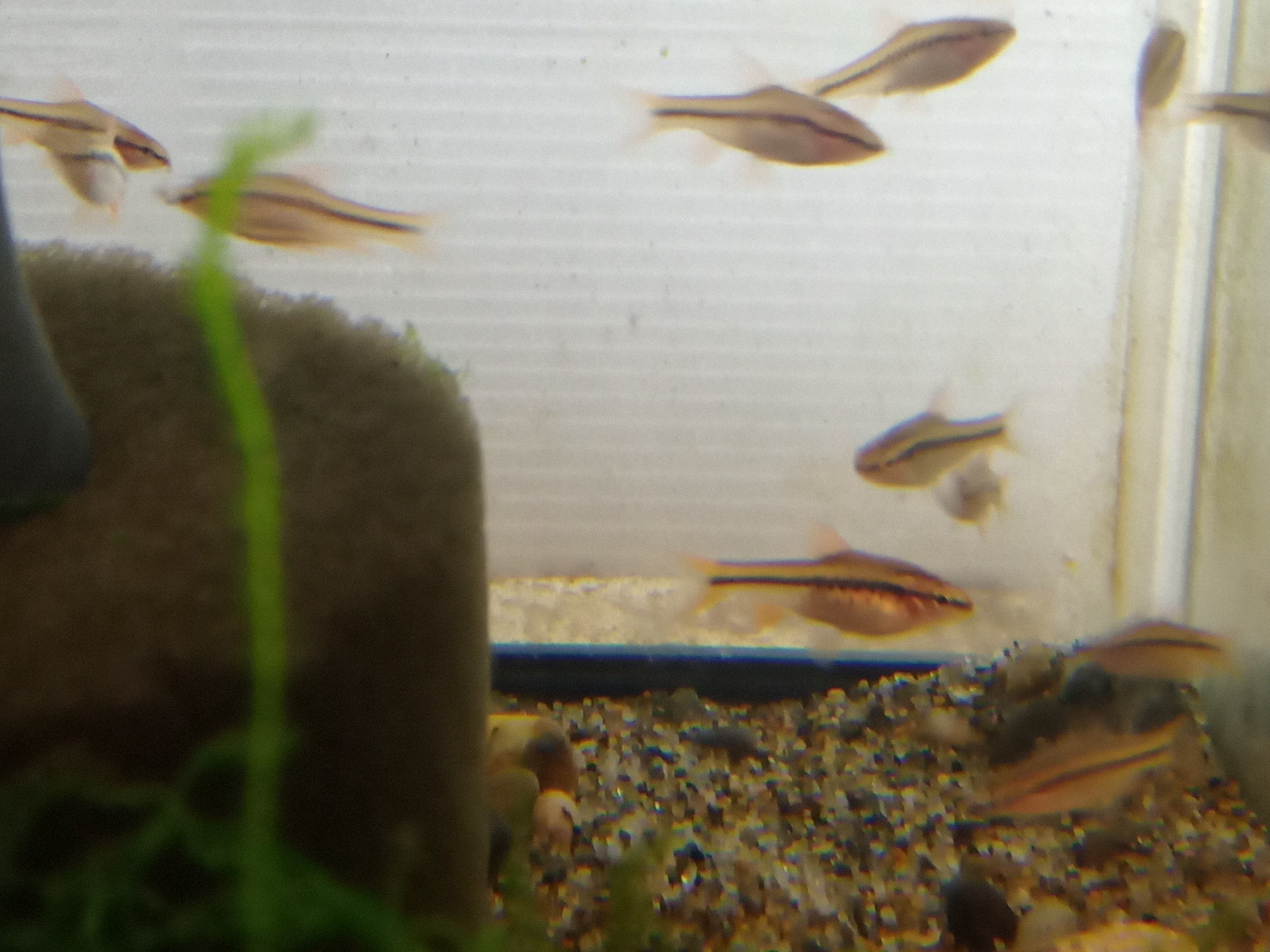 静岡の熱帯魚屋さんミクロの入荷。