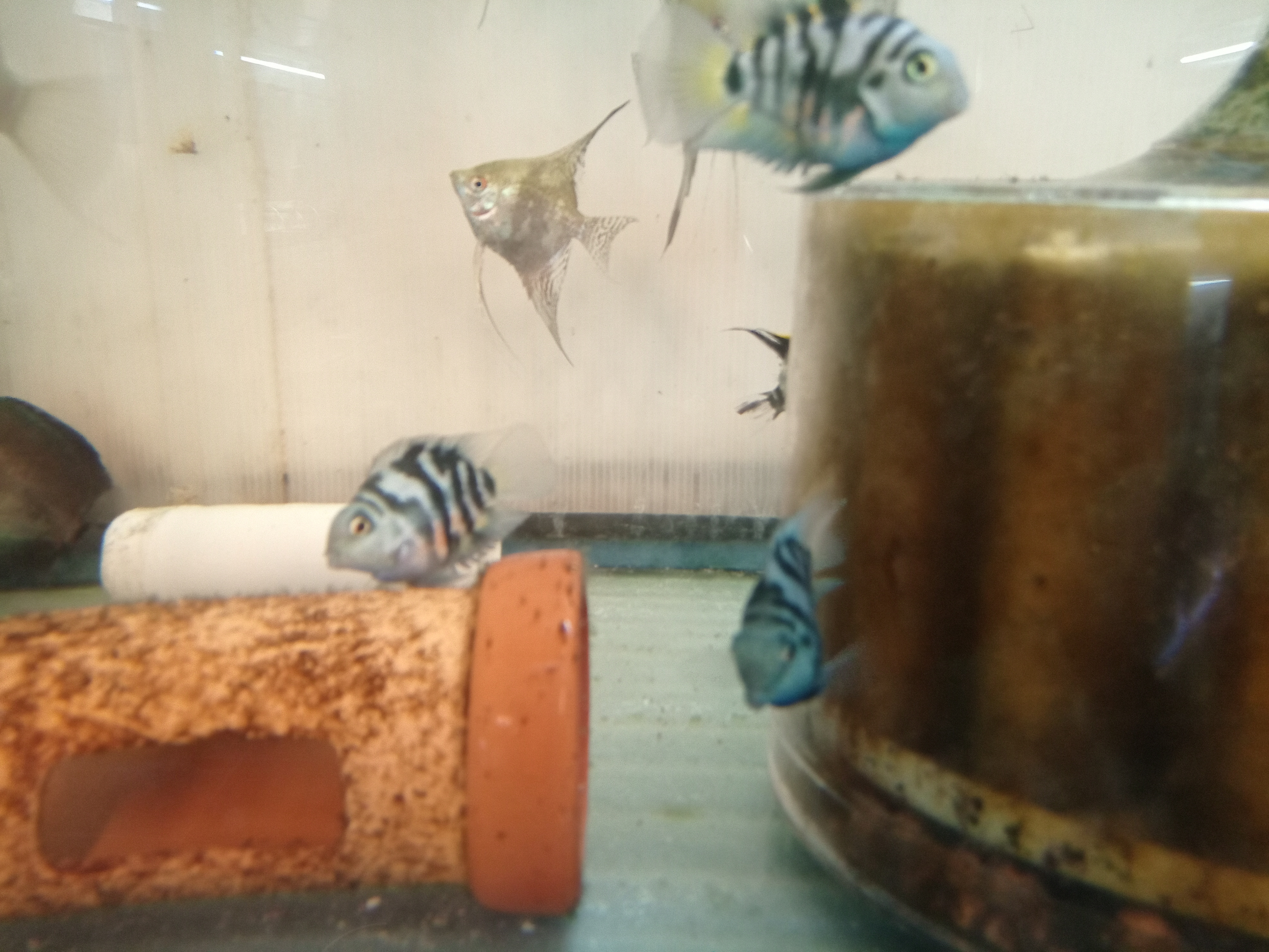 静岡の熱帯魚屋さんミクロの引き取りモノ
