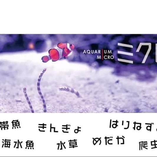 静岡の熱帯魚屋さんミクロの今日。
