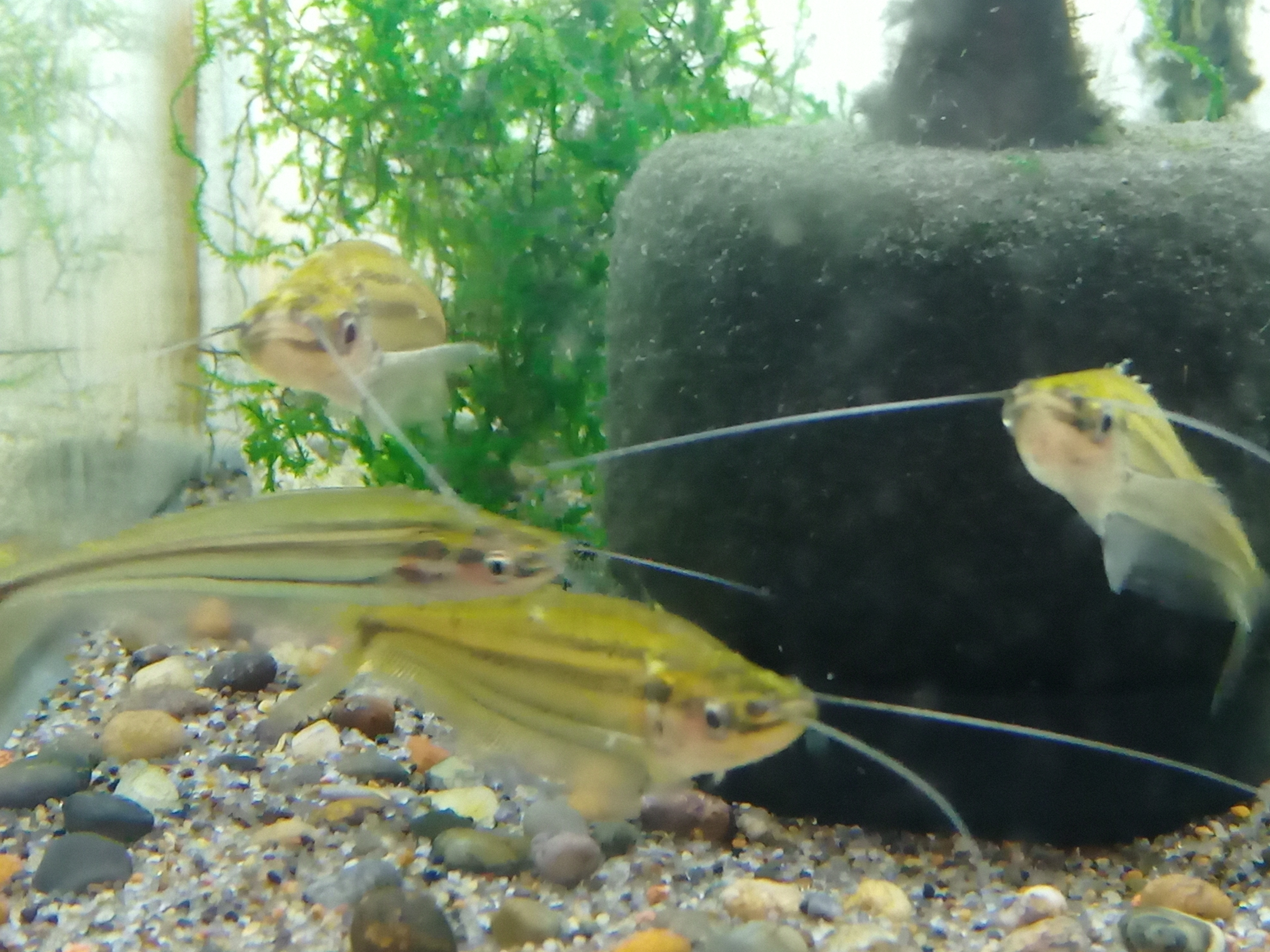静岡の熱帯魚屋さんミクロの入荷。