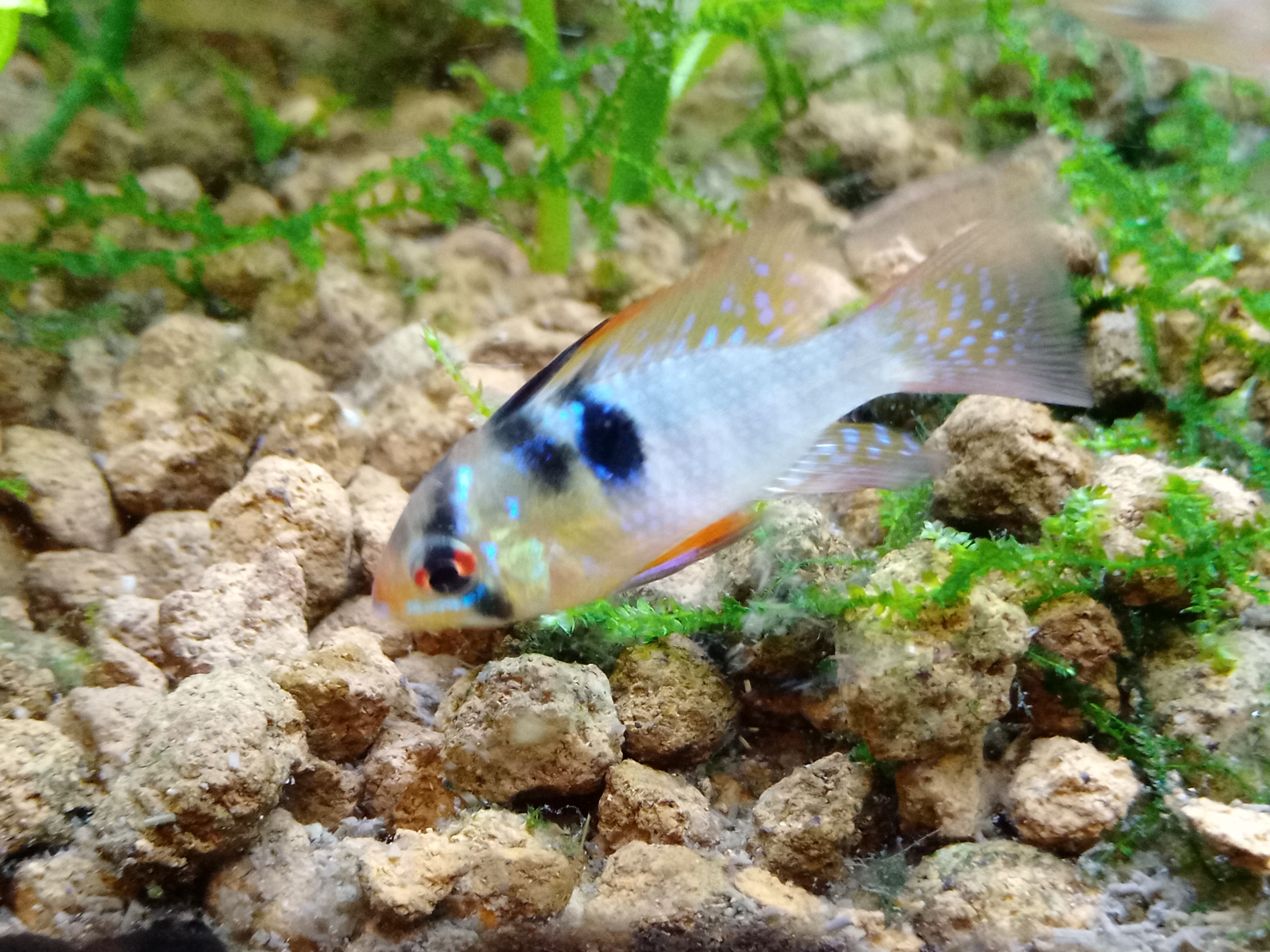 静岡の熱帯魚屋さんミクロの入荷。