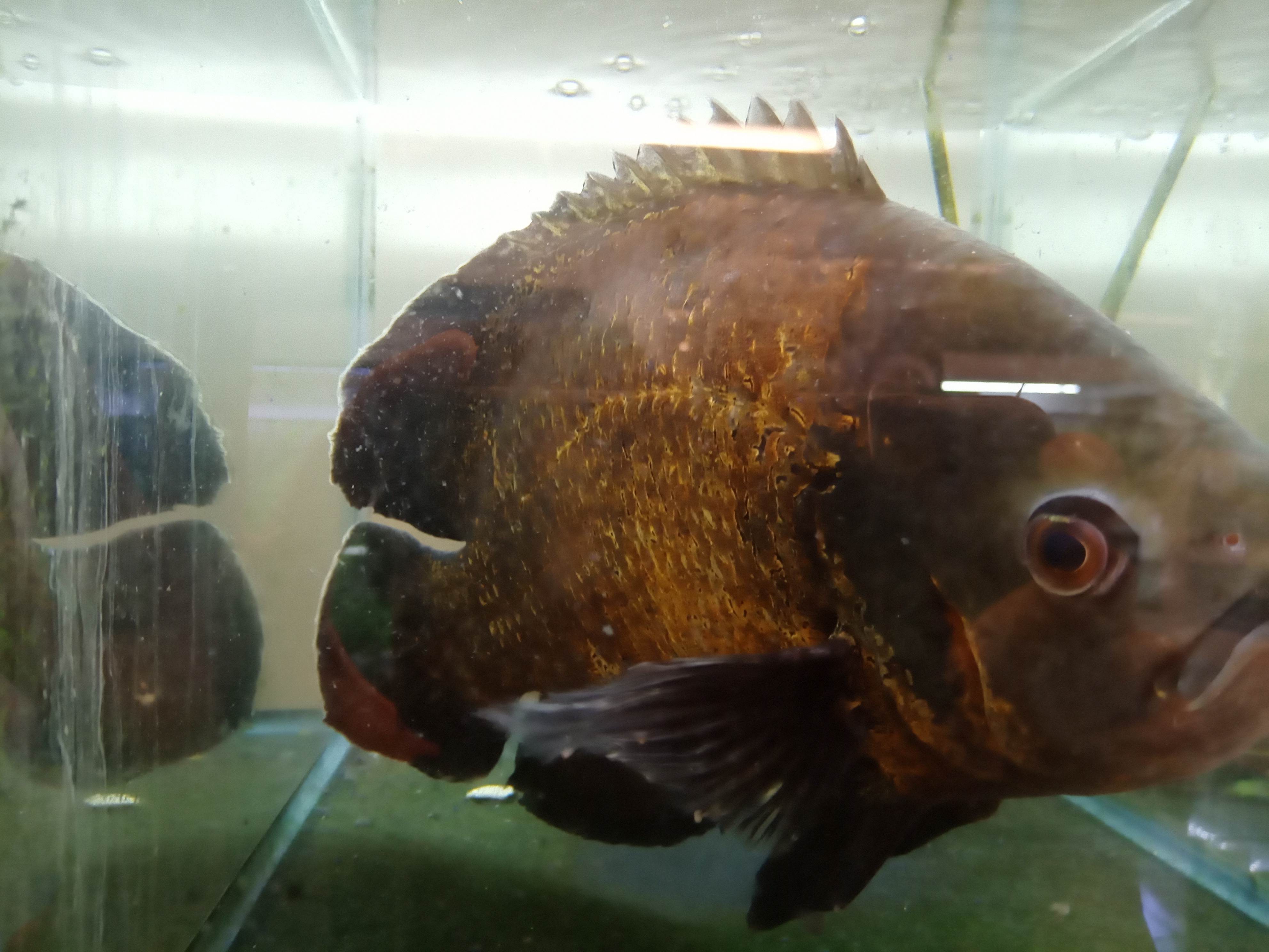 静岡の熱帯魚屋さんミクロの引き取りモノ。