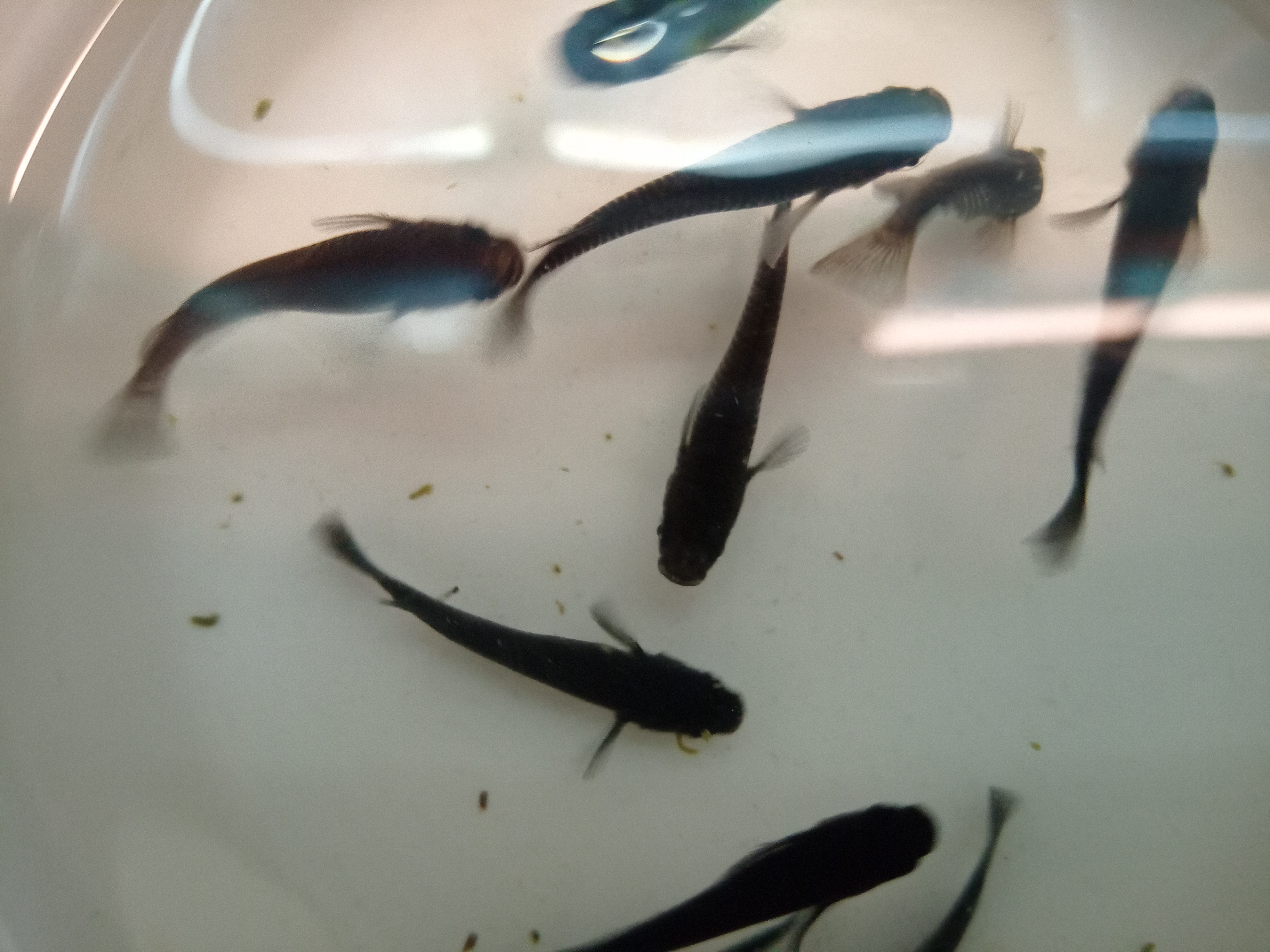 静岡の熱帯魚屋さんミクロのメダカ販売