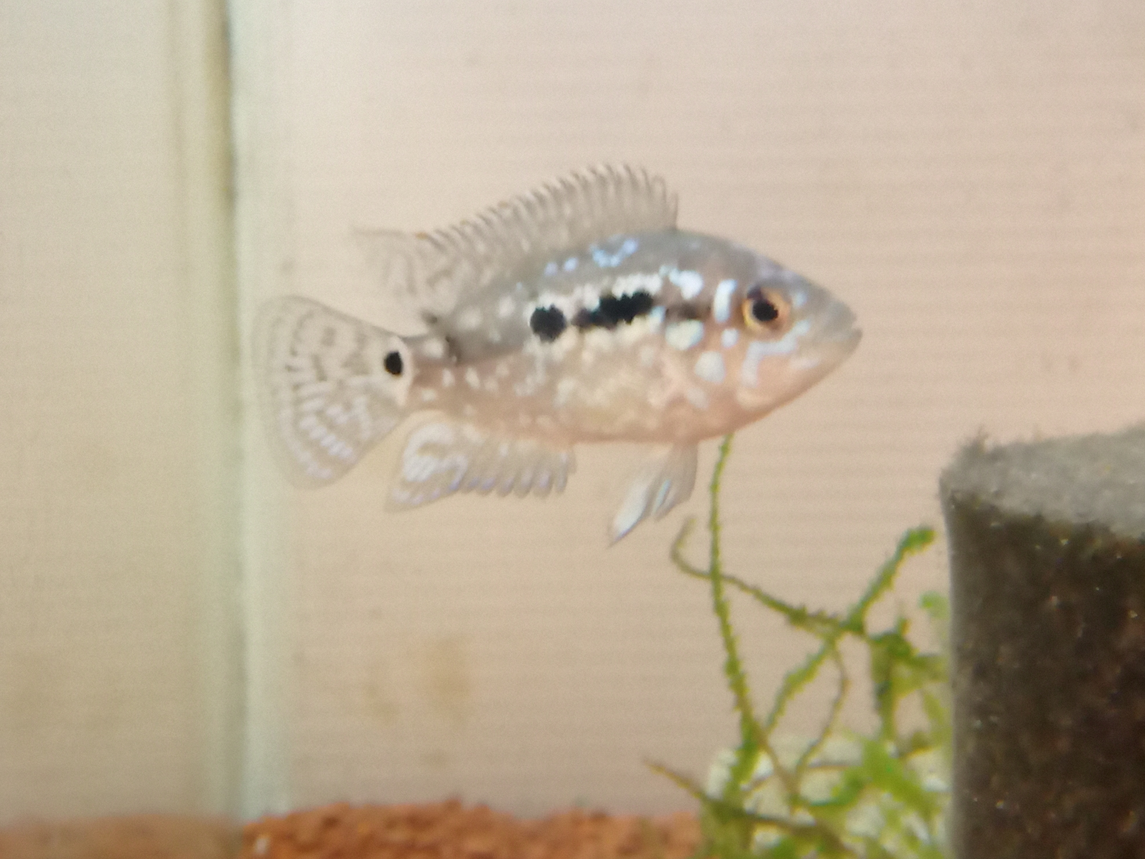静岡の熱帯魚屋さんミクロの入荷。