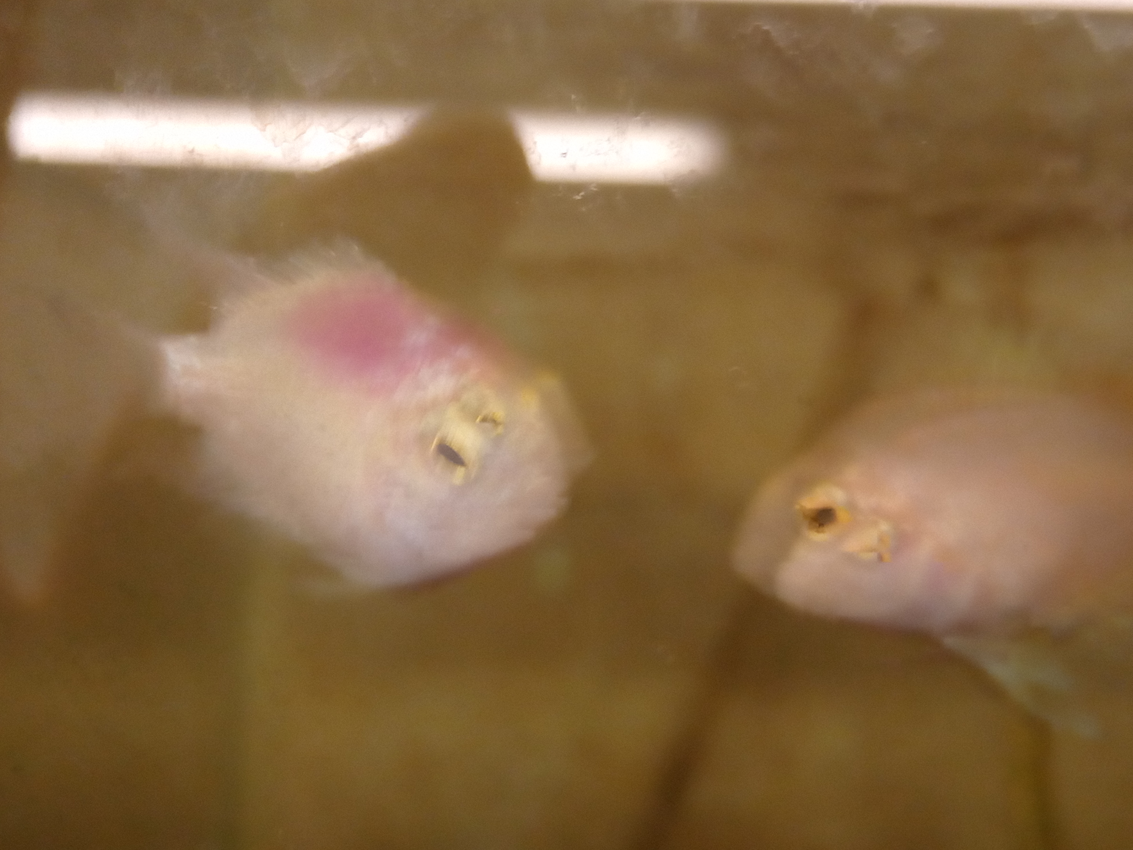 静岡の熱帯魚屋さんミクロの入荷。
