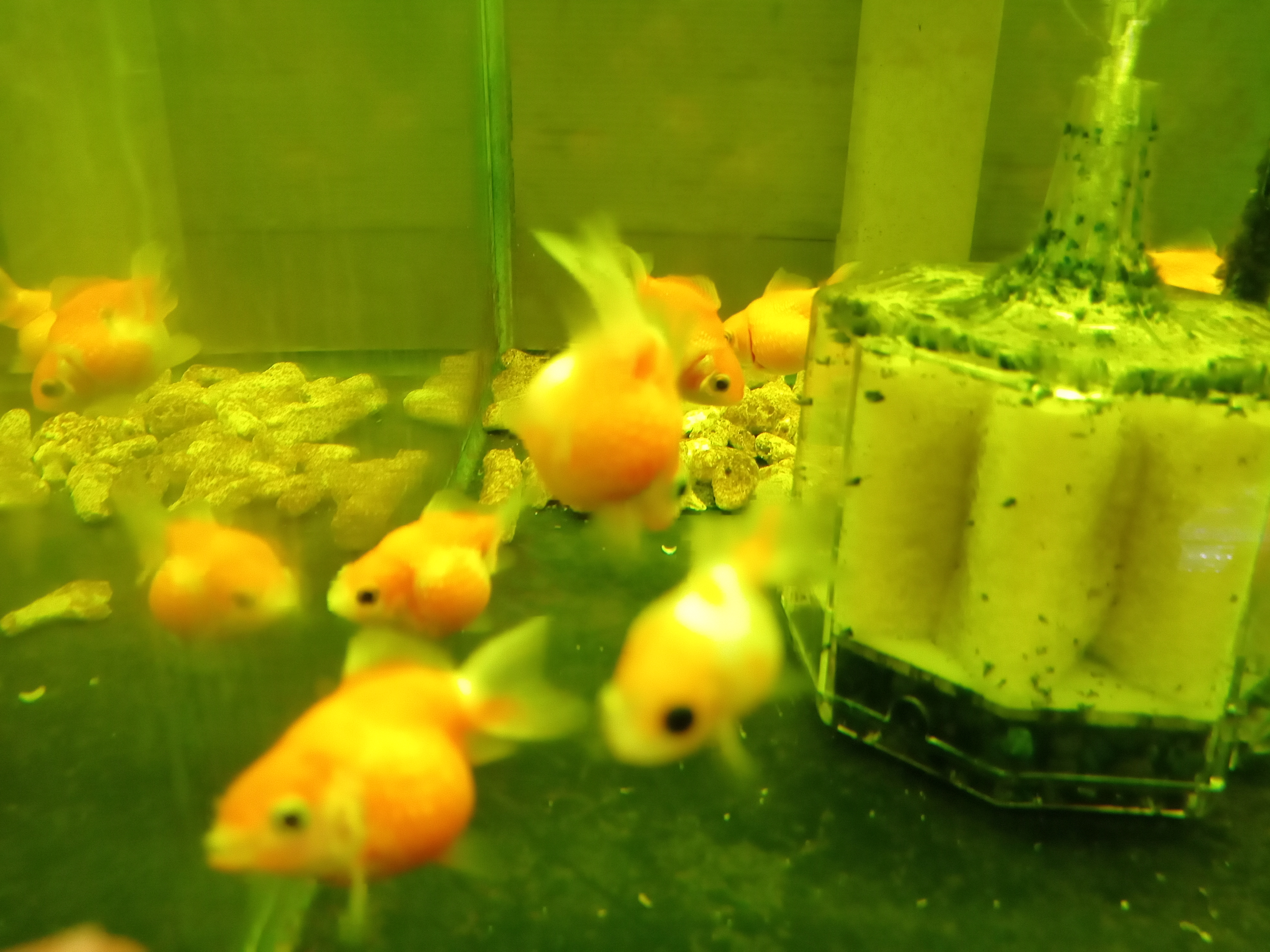 静岡の熱帯魚屋さんミクロの入荷。