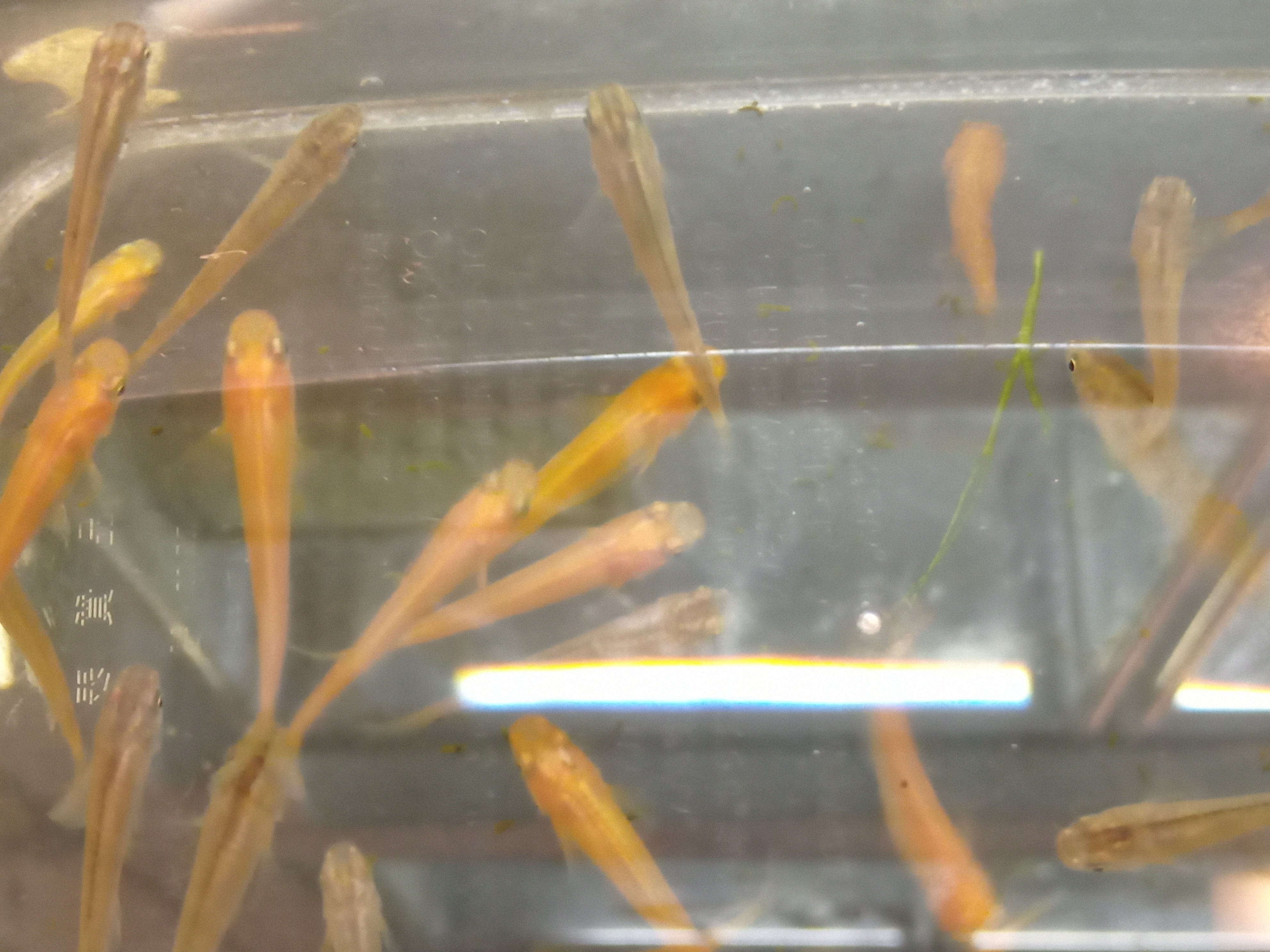 静岡の熱帯魚屋さんミクロのメダカ。
