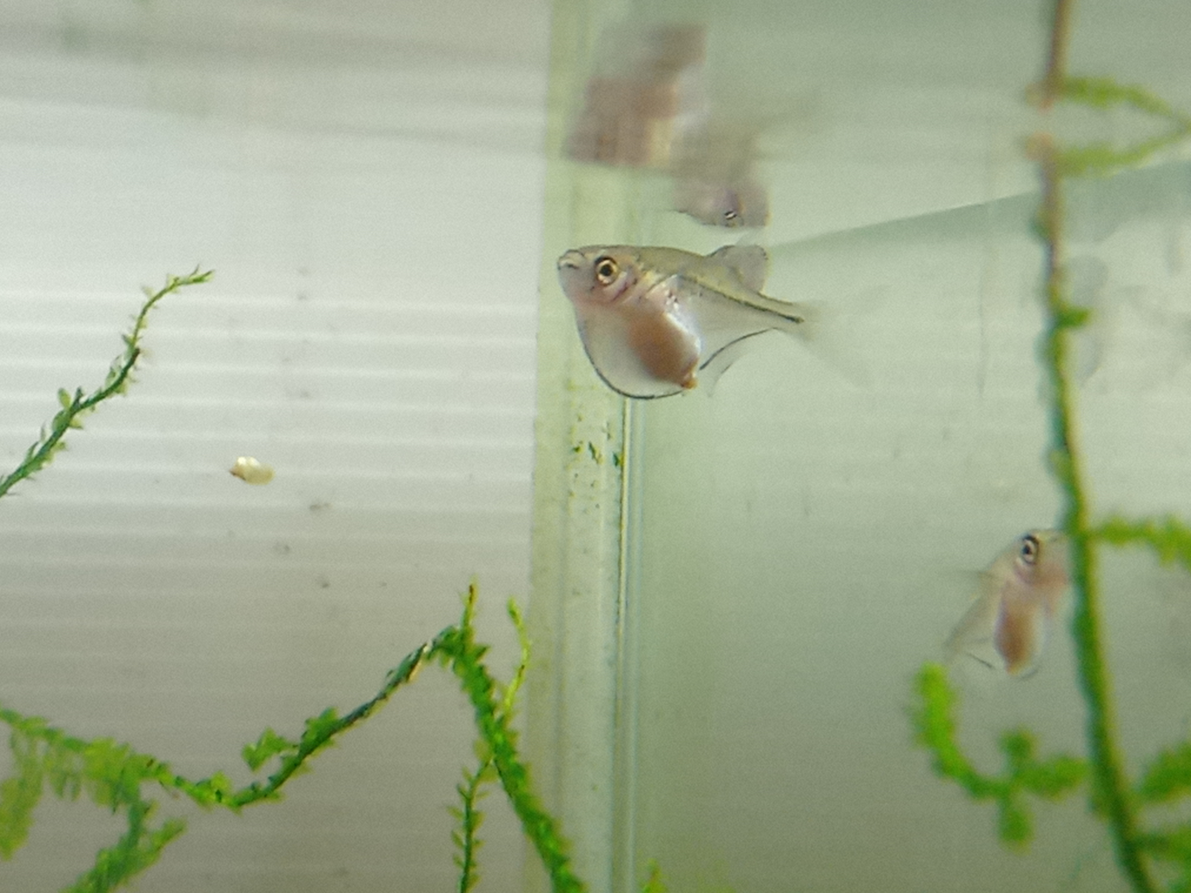 静岡の熱帯魚屋さんミクロの入荷。
