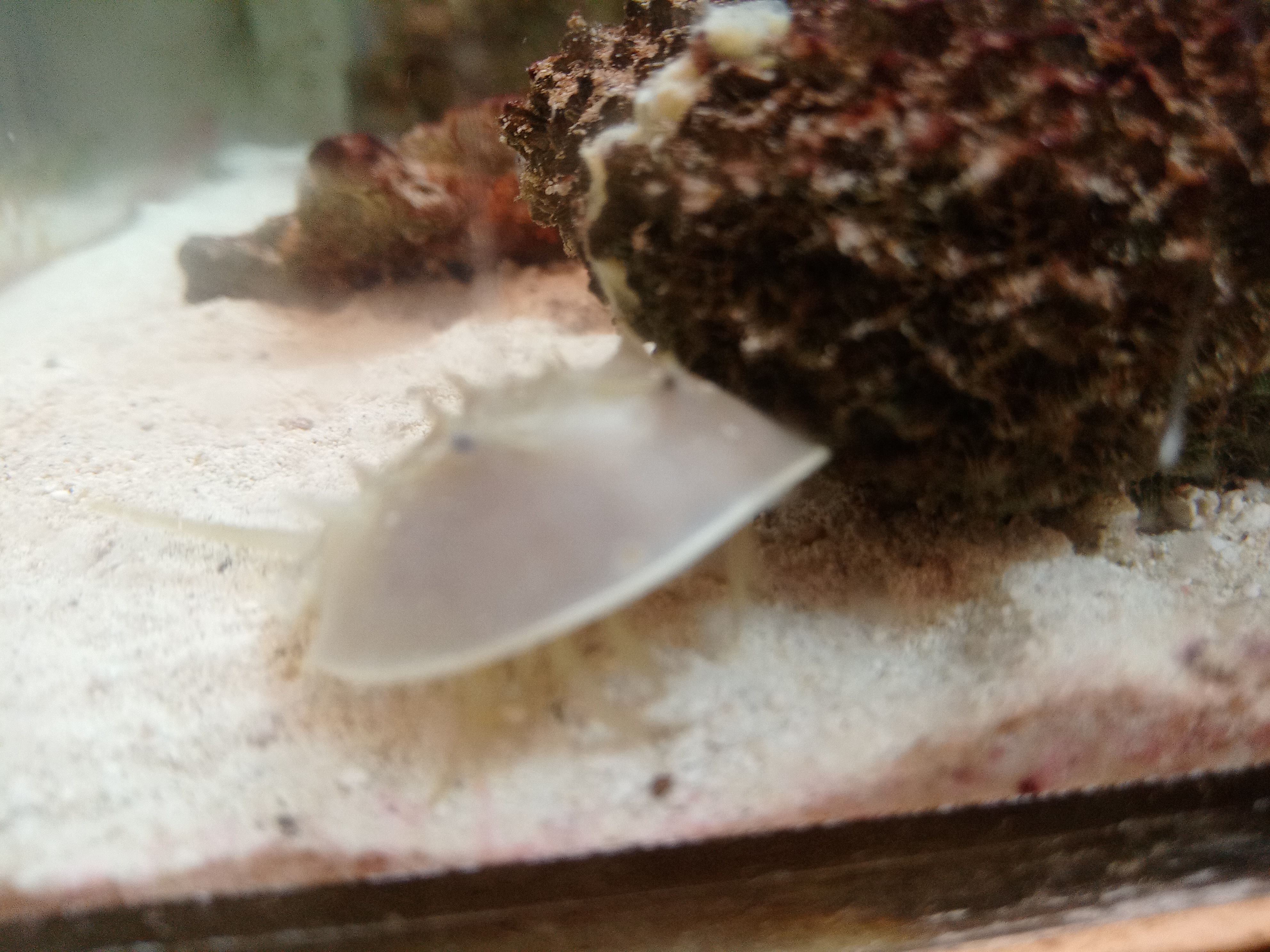 静岡の熱帯魚屋さんミクロの生体。