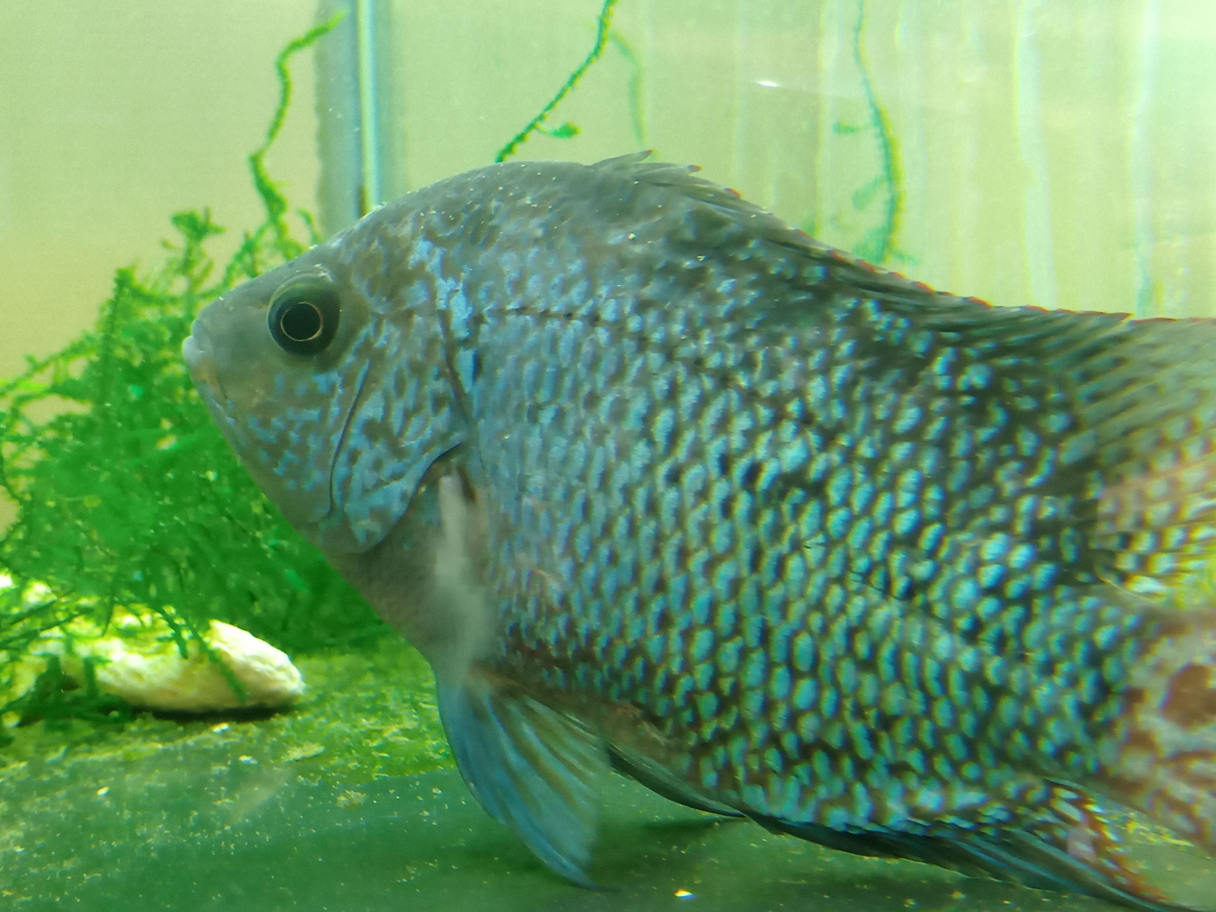 静岡の熱帯魚屋さんミクロの入荷。