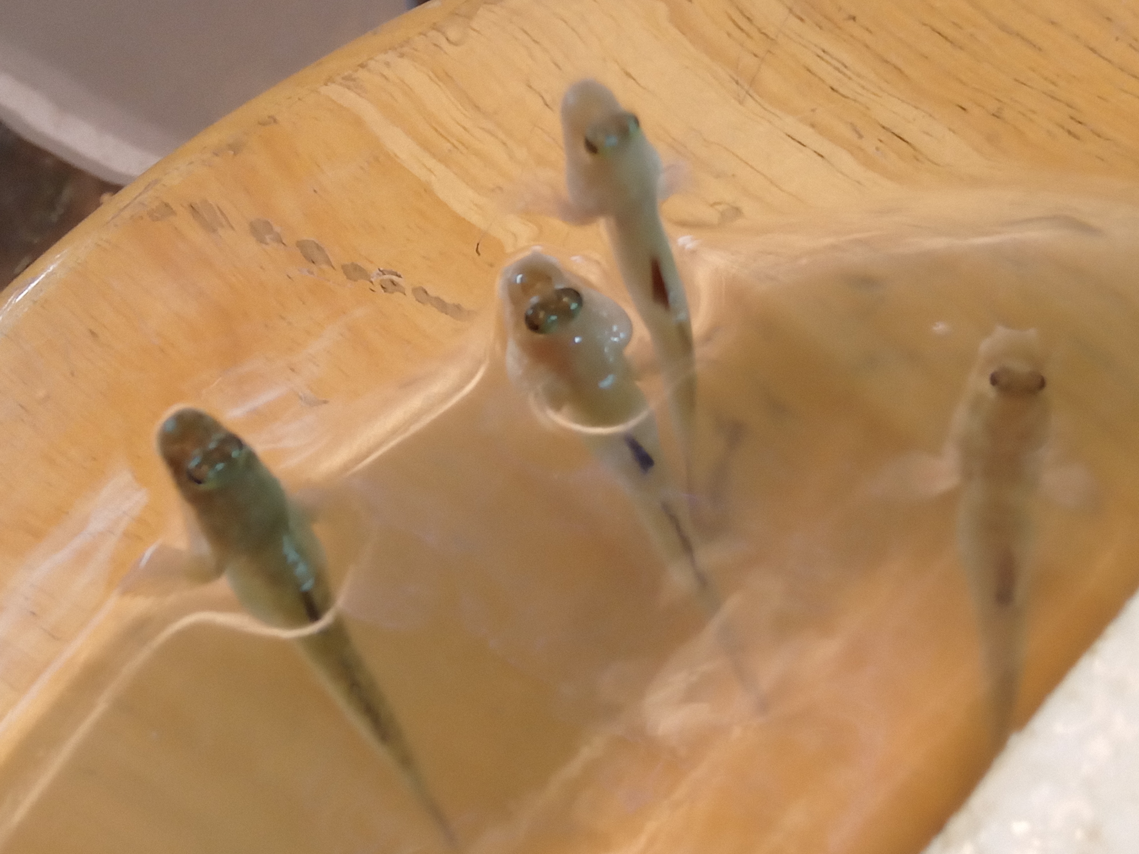 静岡の熱帯魚屋さんミクロの入荷。
