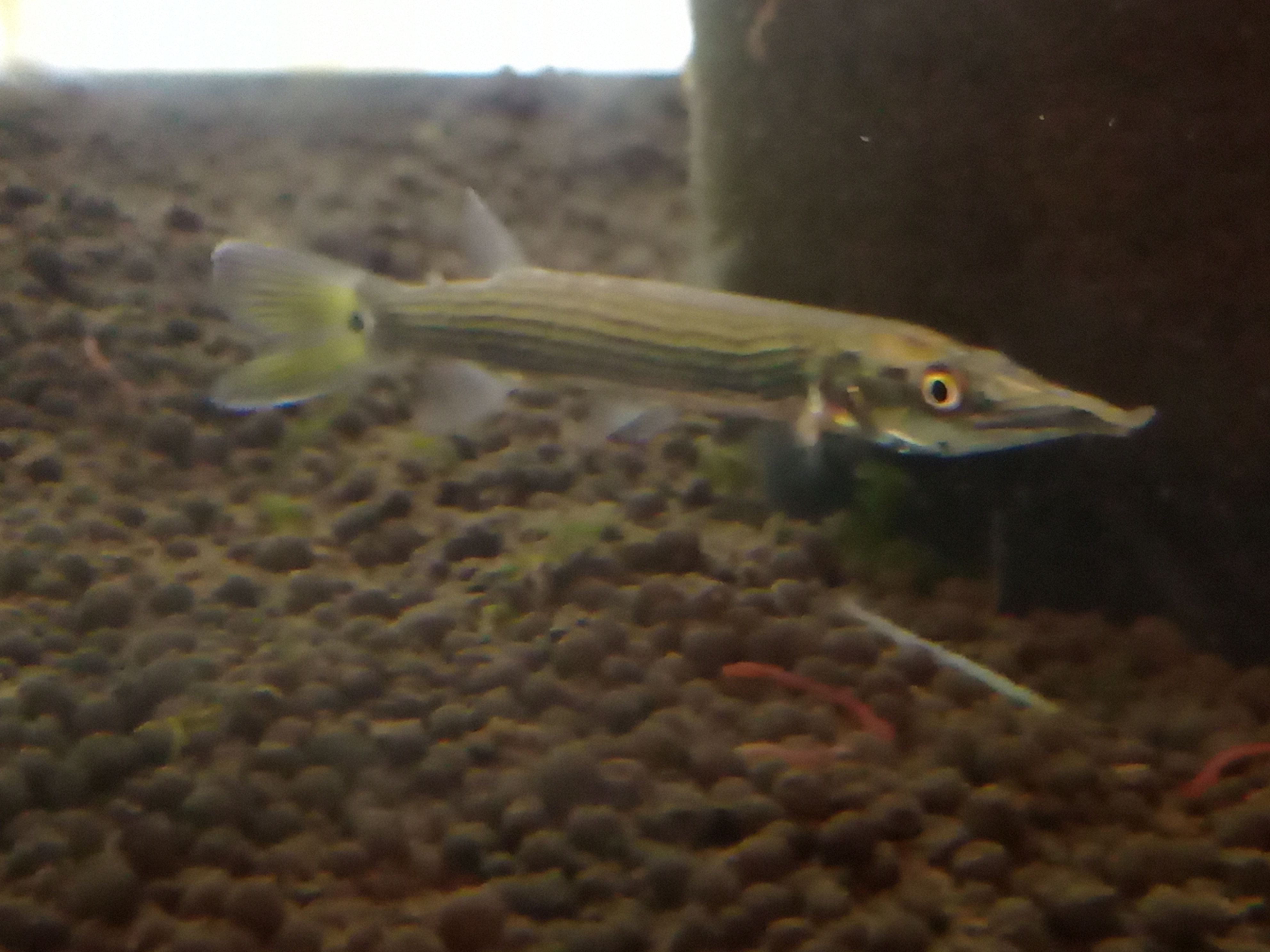 静岡の熱帯魚屋さんミクロの入荷。