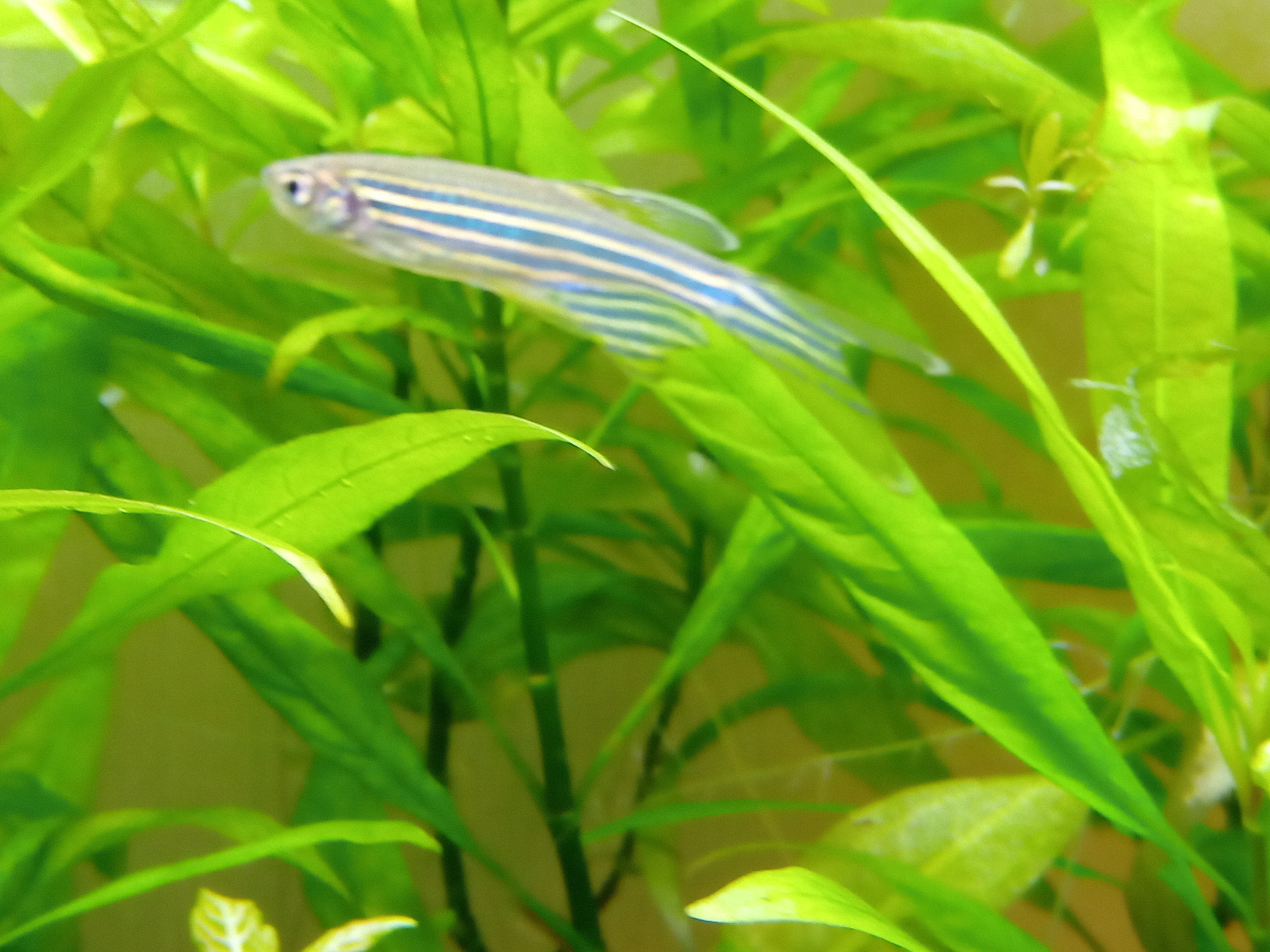 静岡の熱帯魚屋さんミクロの入荷。