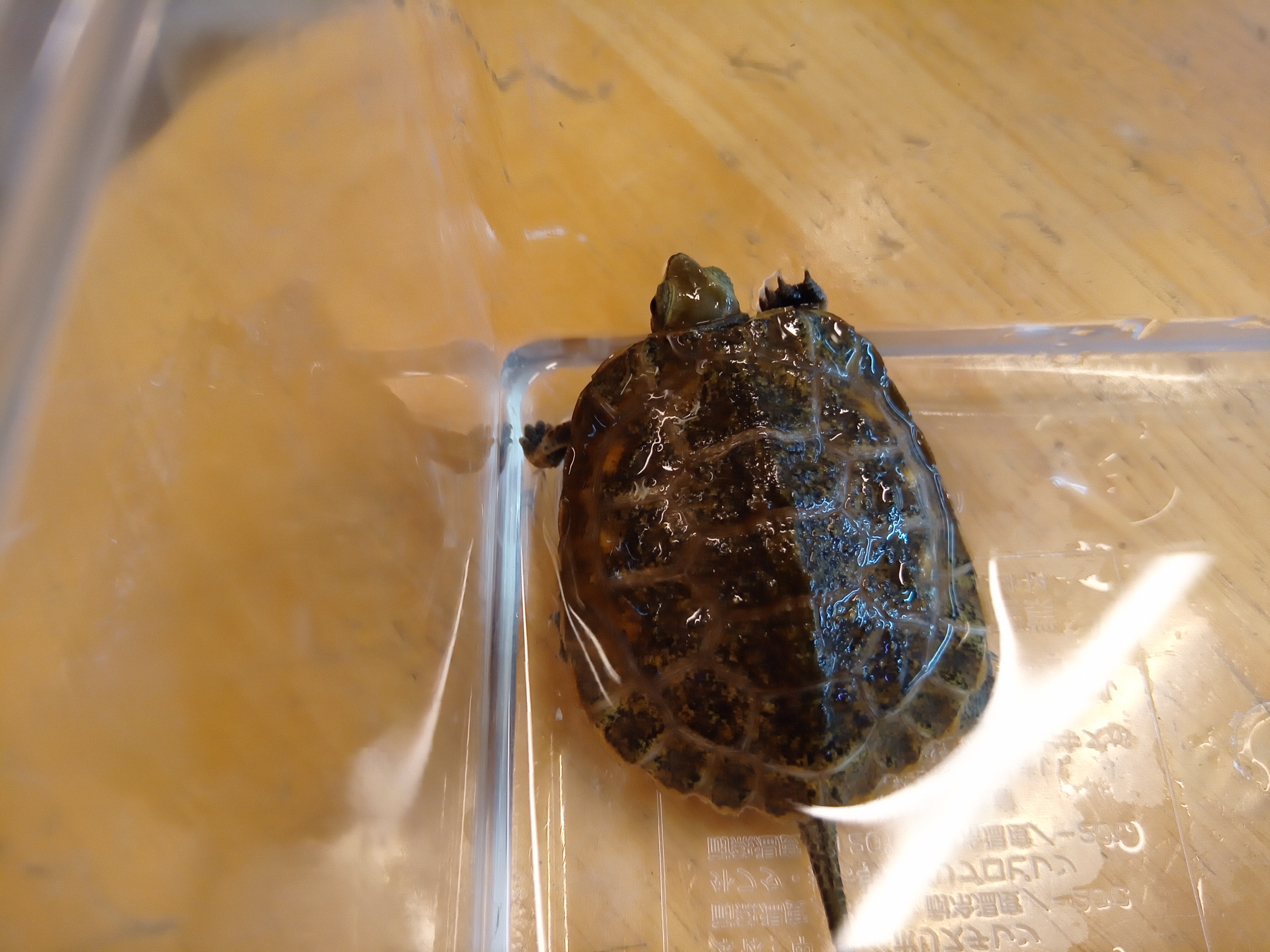 静岡の熱帯魚屋さんミクロの入荷。