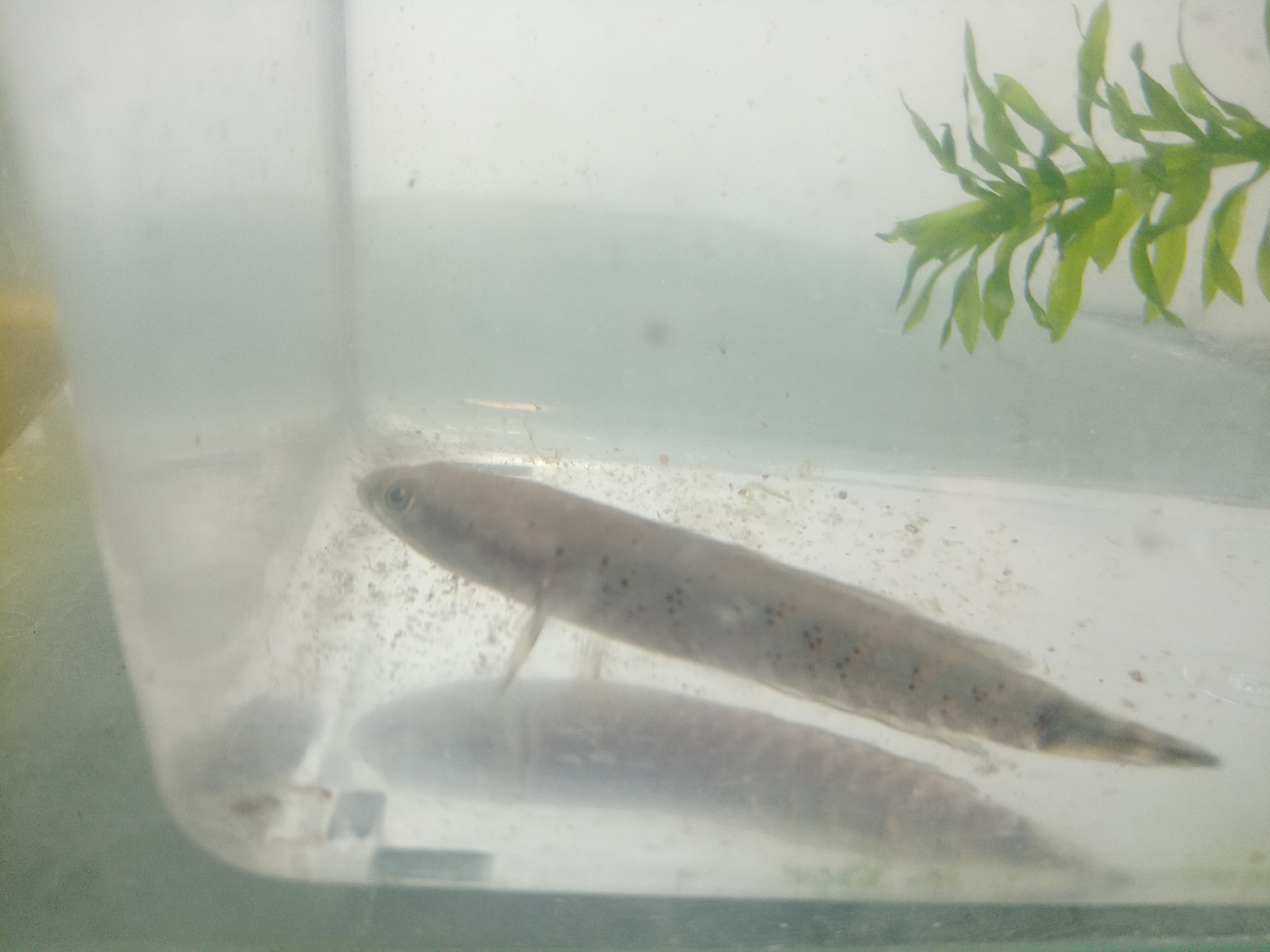 静岡の熱帯魚屋さんミクロの入荷。