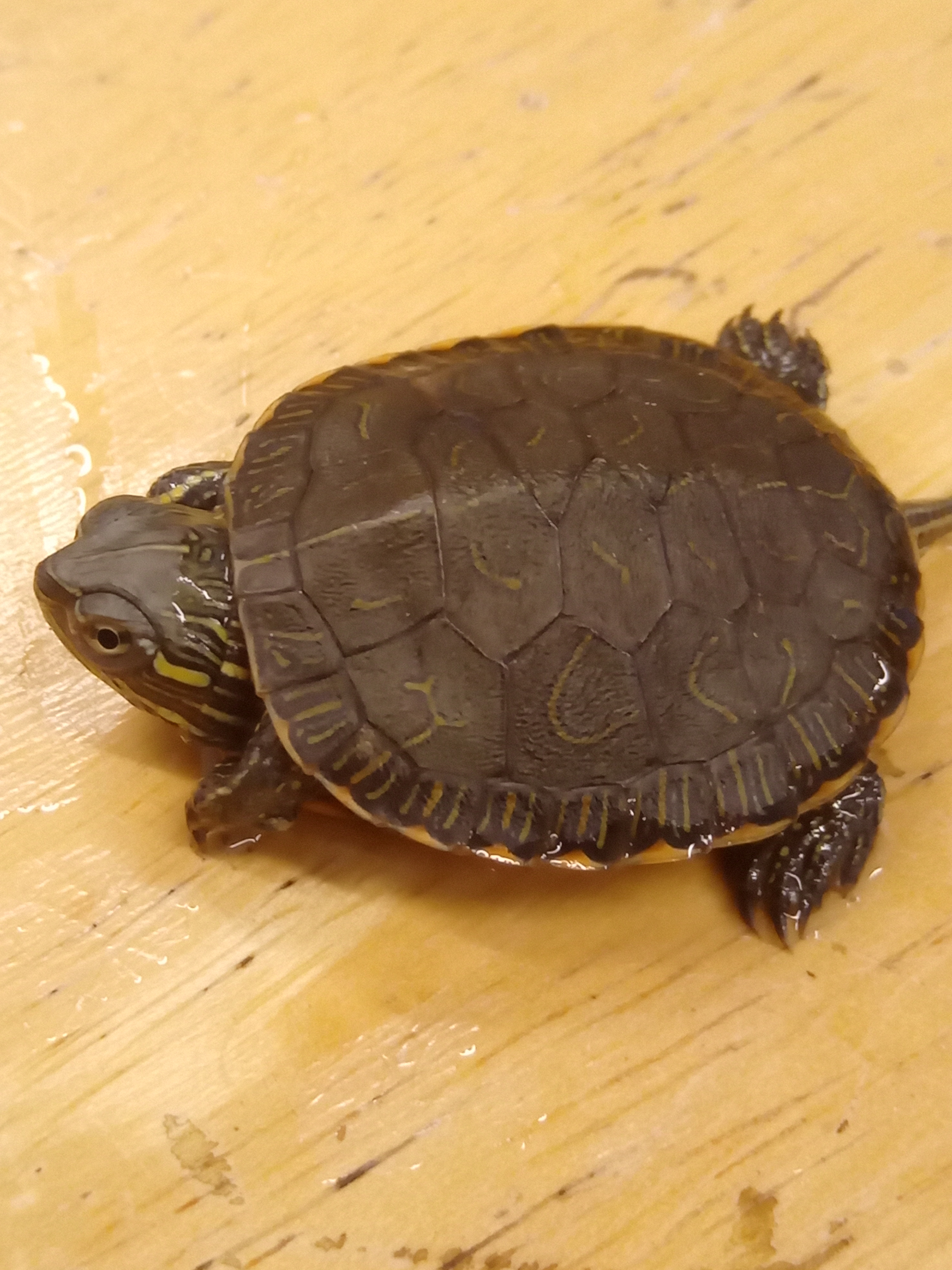 今週のミクロの入荷（爬虫類）。