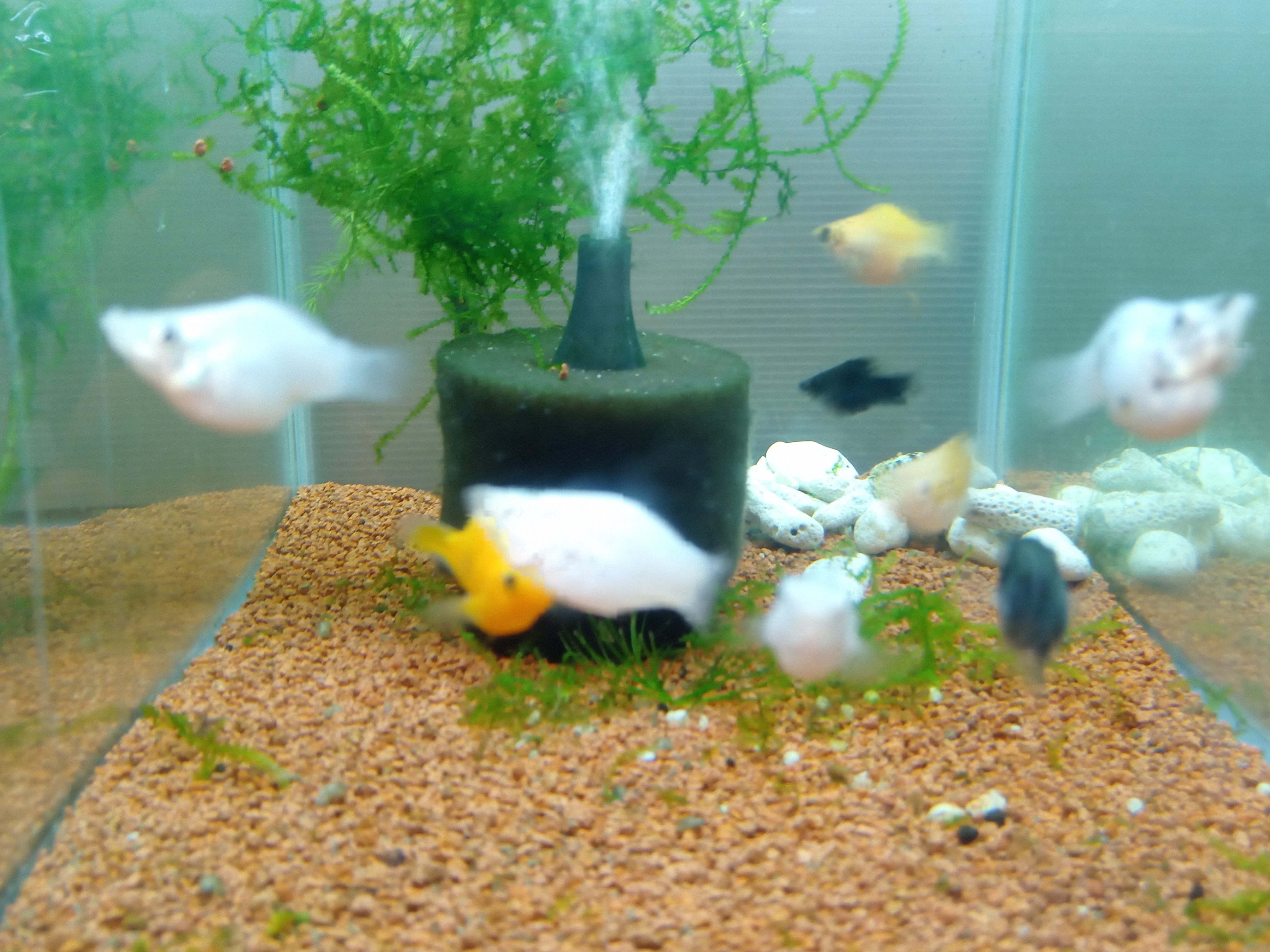 静岡の熱帯魚屋さんミクロの入荷。