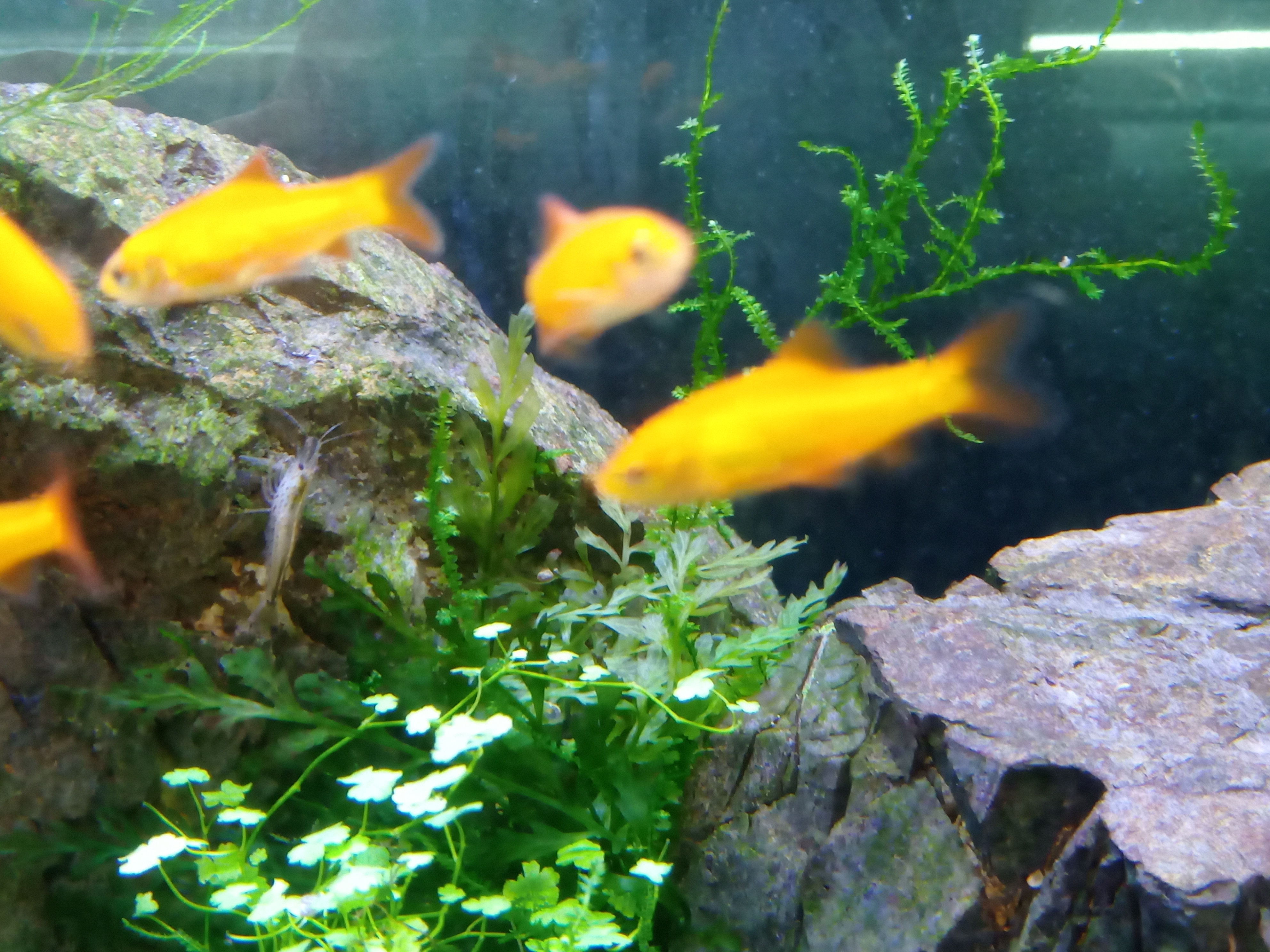 静岡の熱帯魚屋さんミクロの入荷。