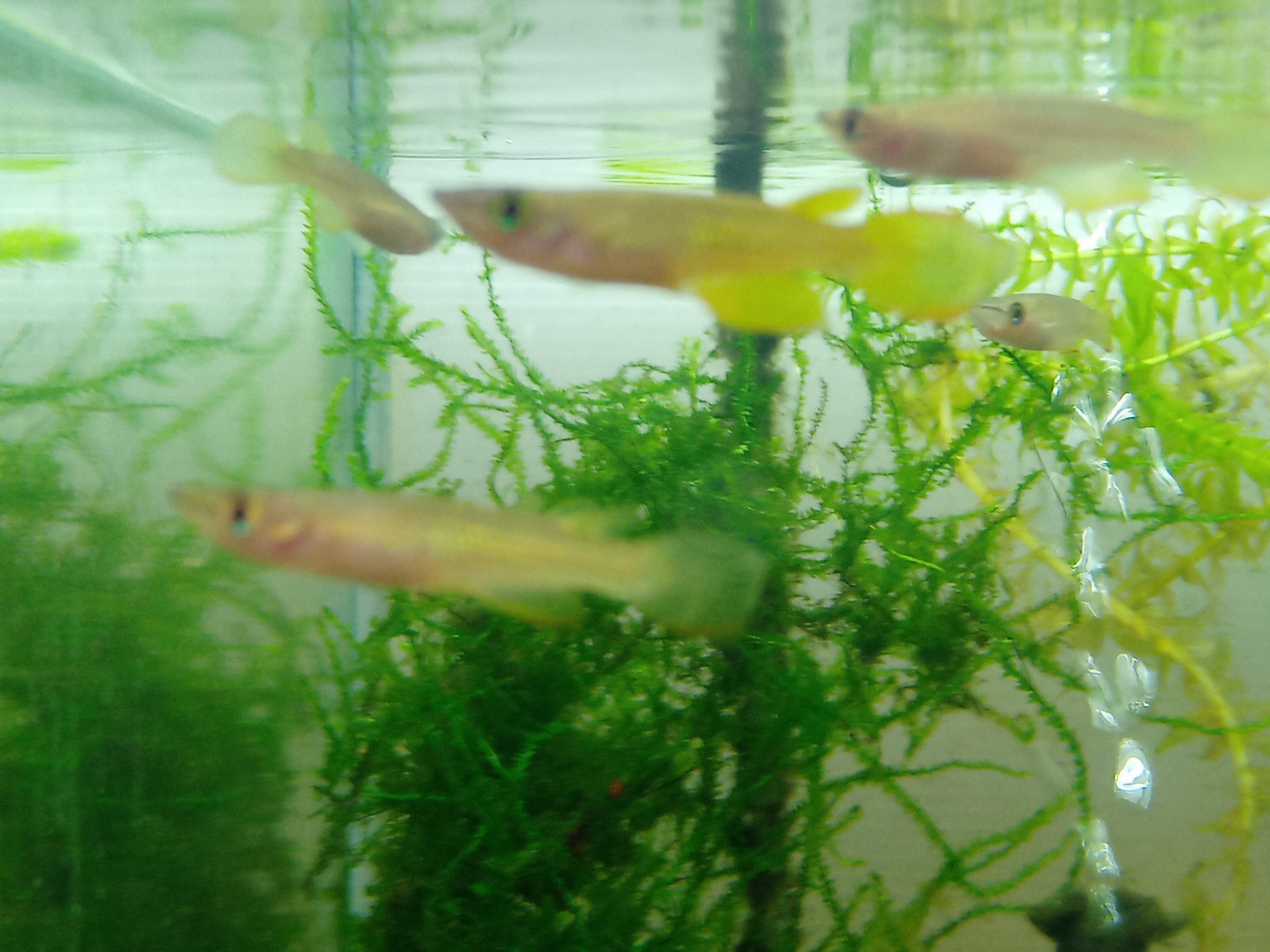 静岡の熱帯魚屋さんミクロの入荷。