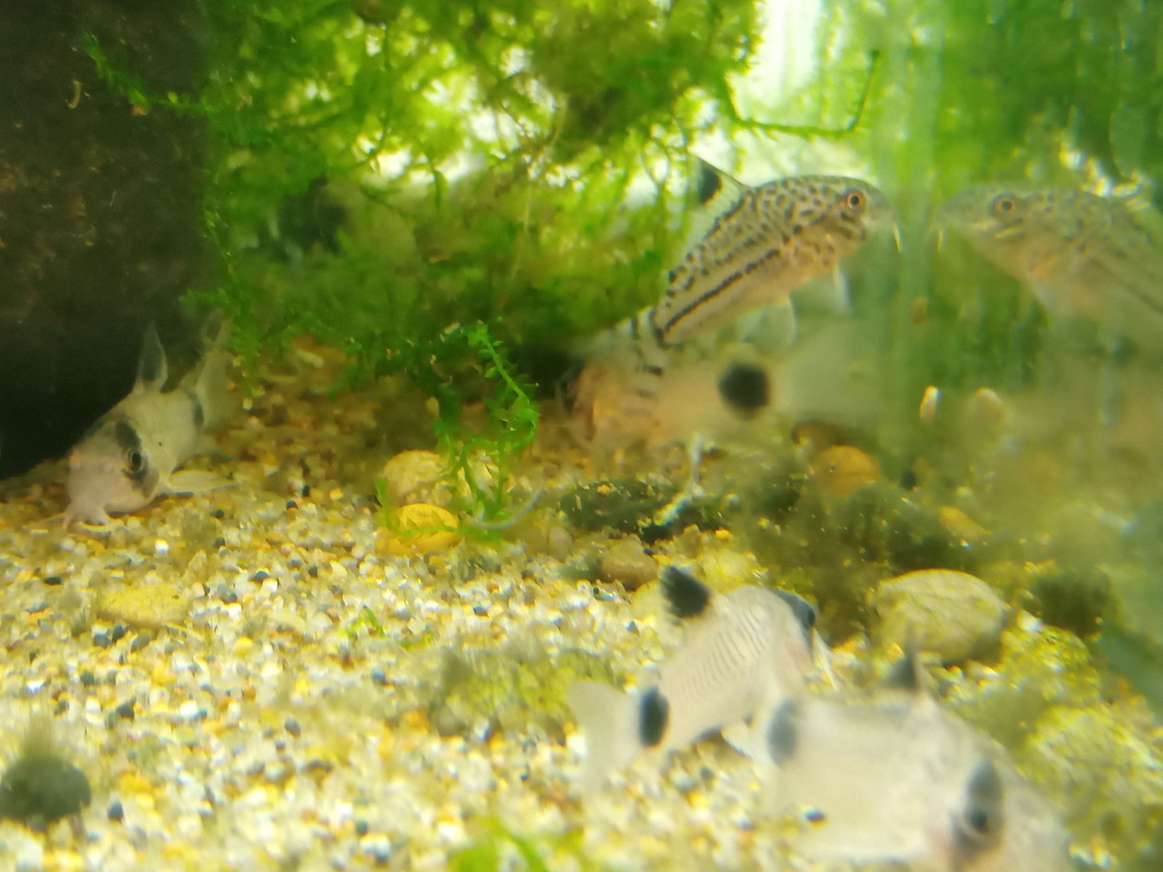 静岡の熱帯魚屋さんミクロの入荷。