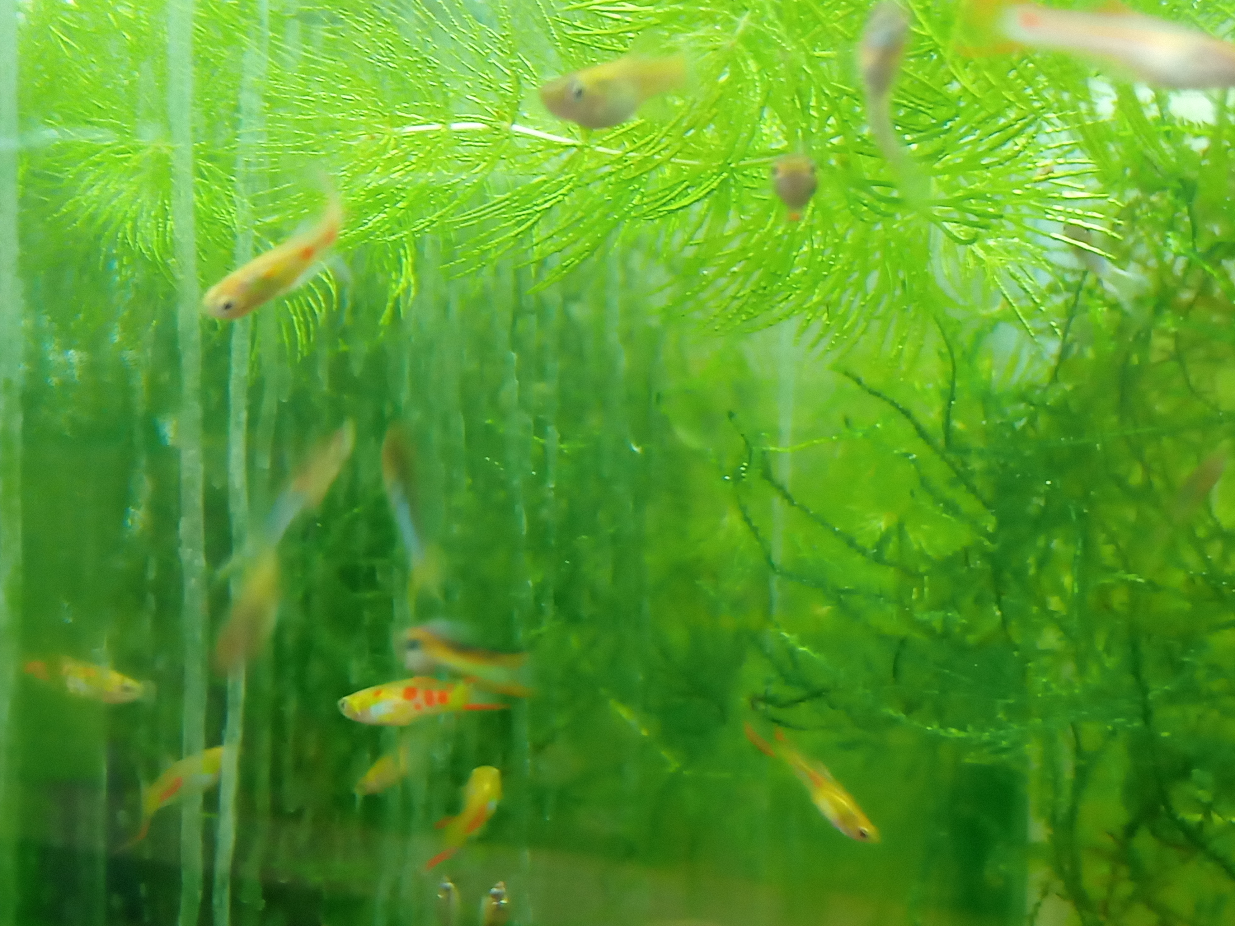 静岡の熱帯魚屋さんミクロの入荷。