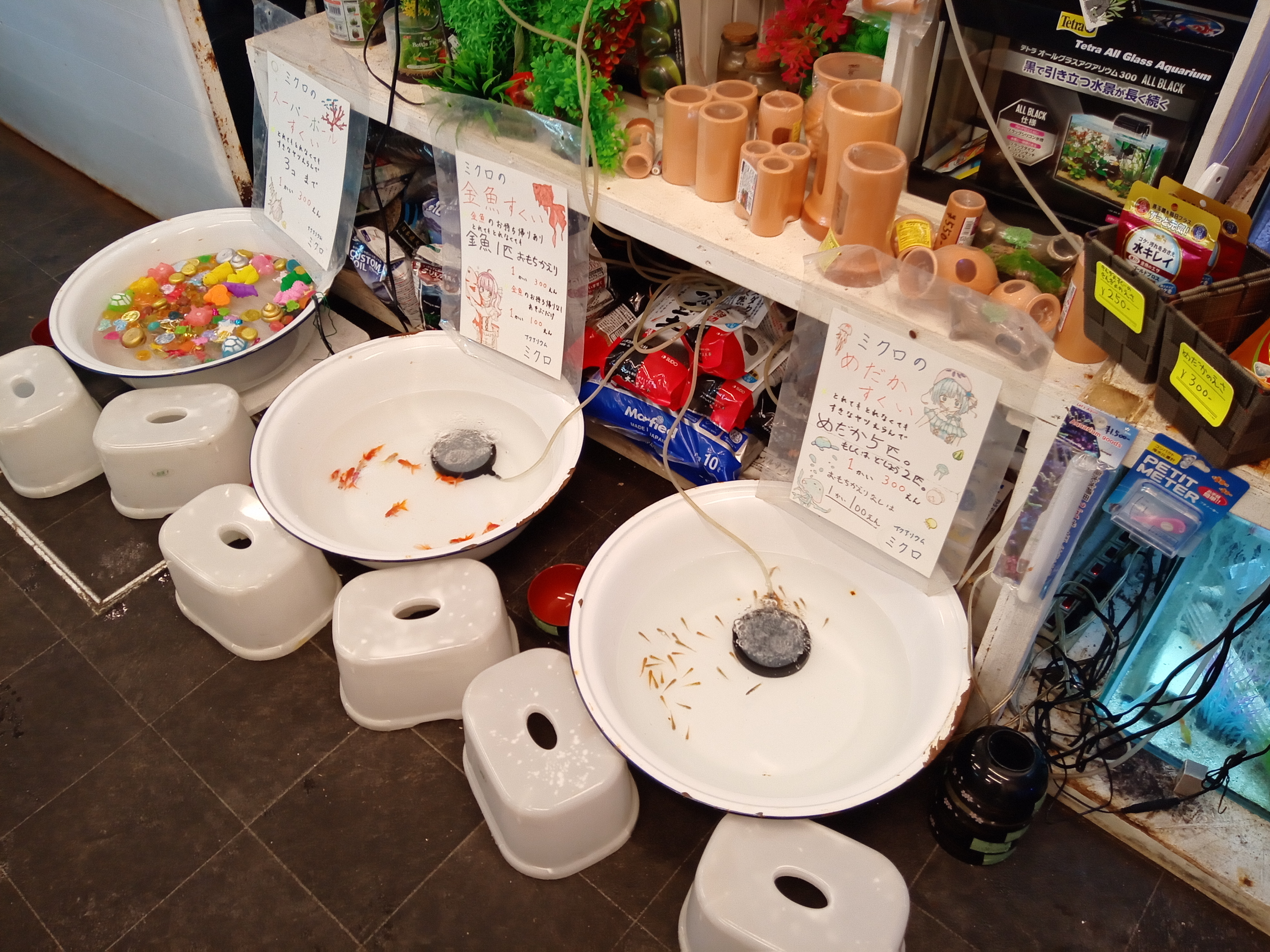 静岡の熱帯魚屋さんミクロの静岡まつり。