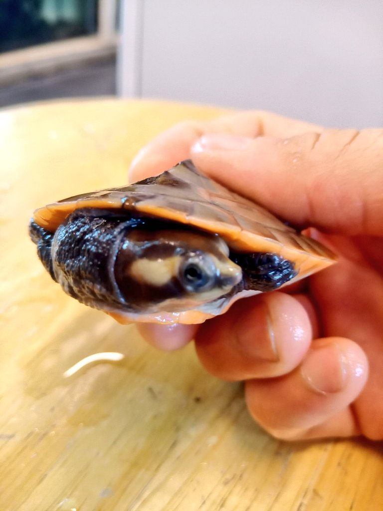 静岡の熱帯魚屋さんミクロの水棲がめ飼育。