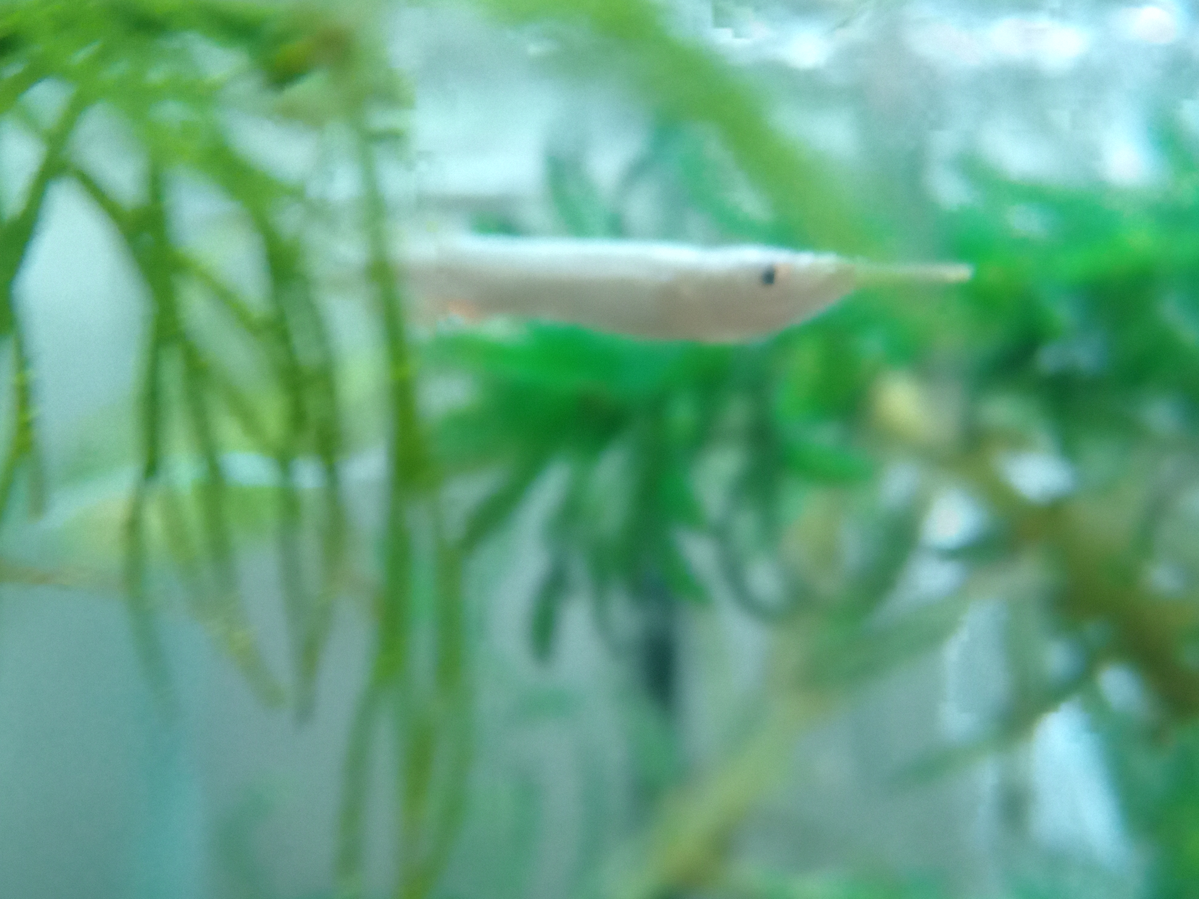 静岡の熱帯魚屋さんミクロの入荷。