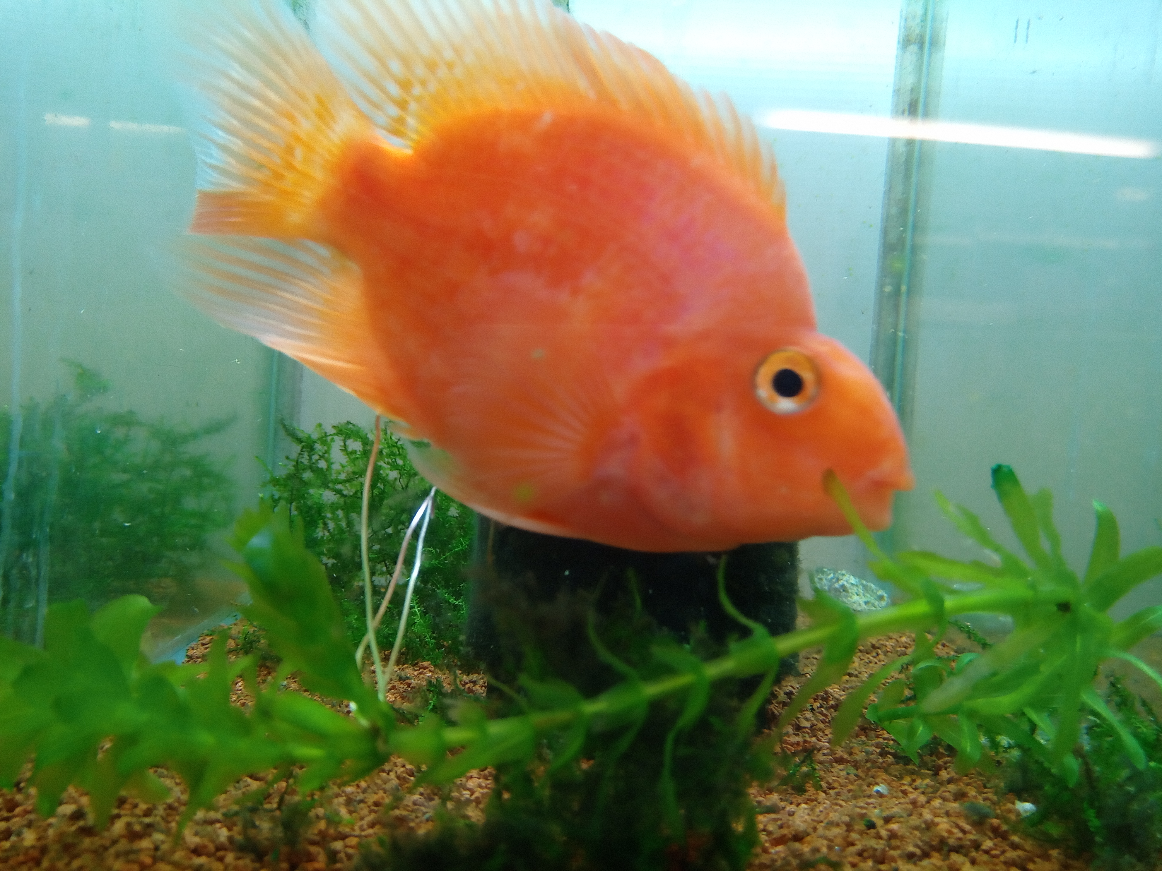 静岡の熱帯魚屋さんミクロの引き取りモノ。