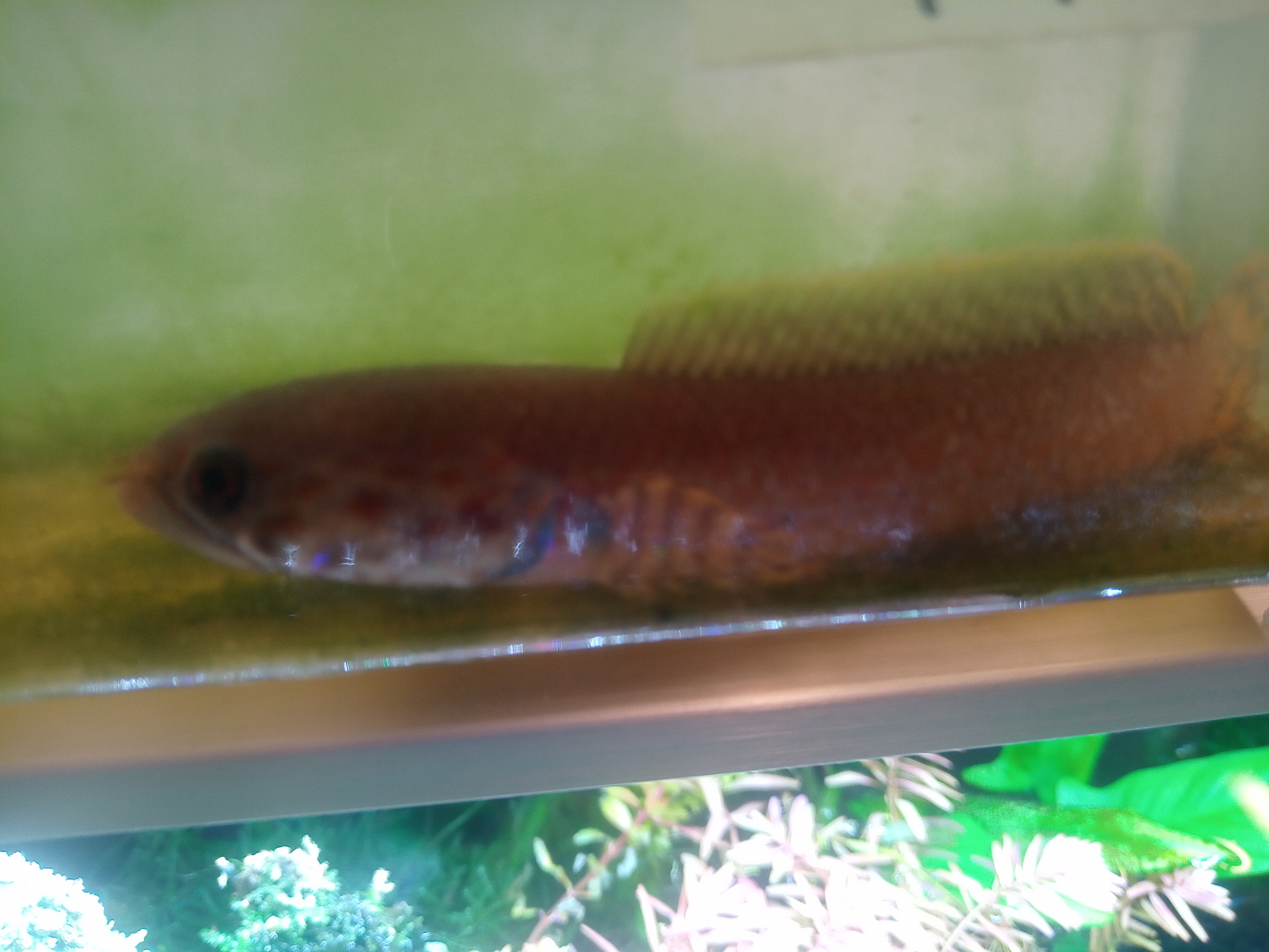 静岡の熱帯魚屋さんミクロのスネークヘッド。