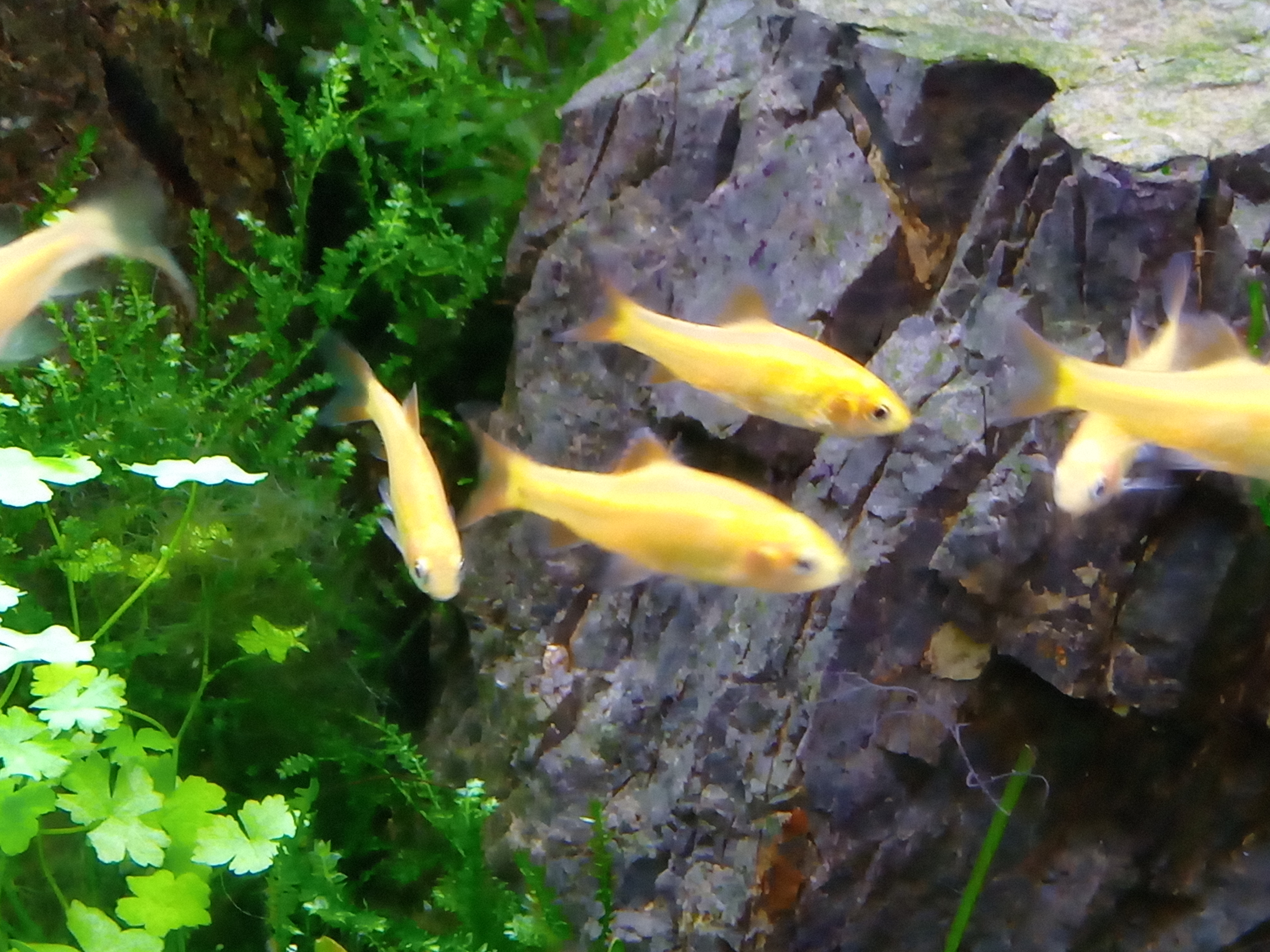 静岡の熱帯魚屋さんミクロの入荷。