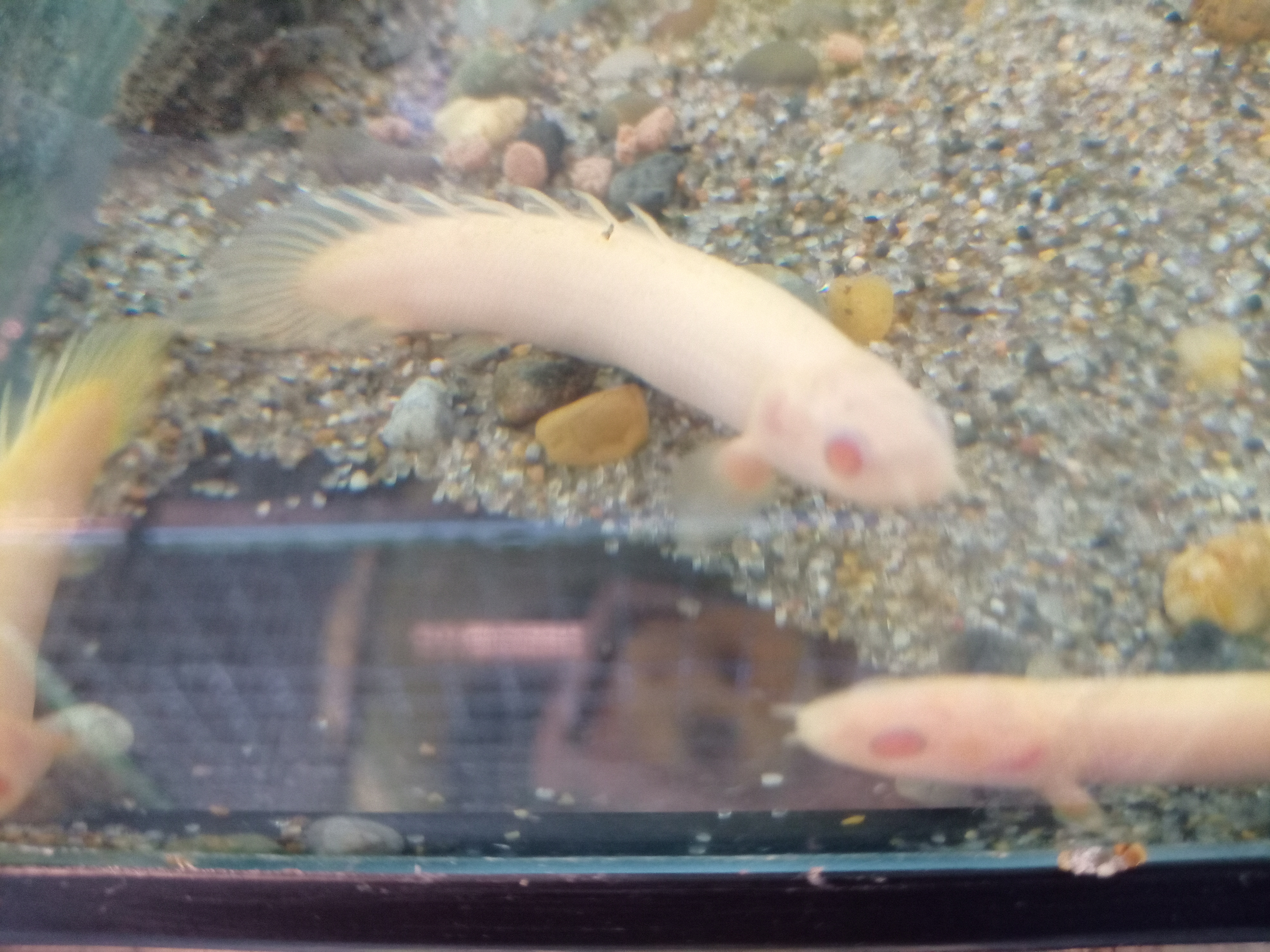 静岡の熱帯魚屋さんミクロの入荷。
