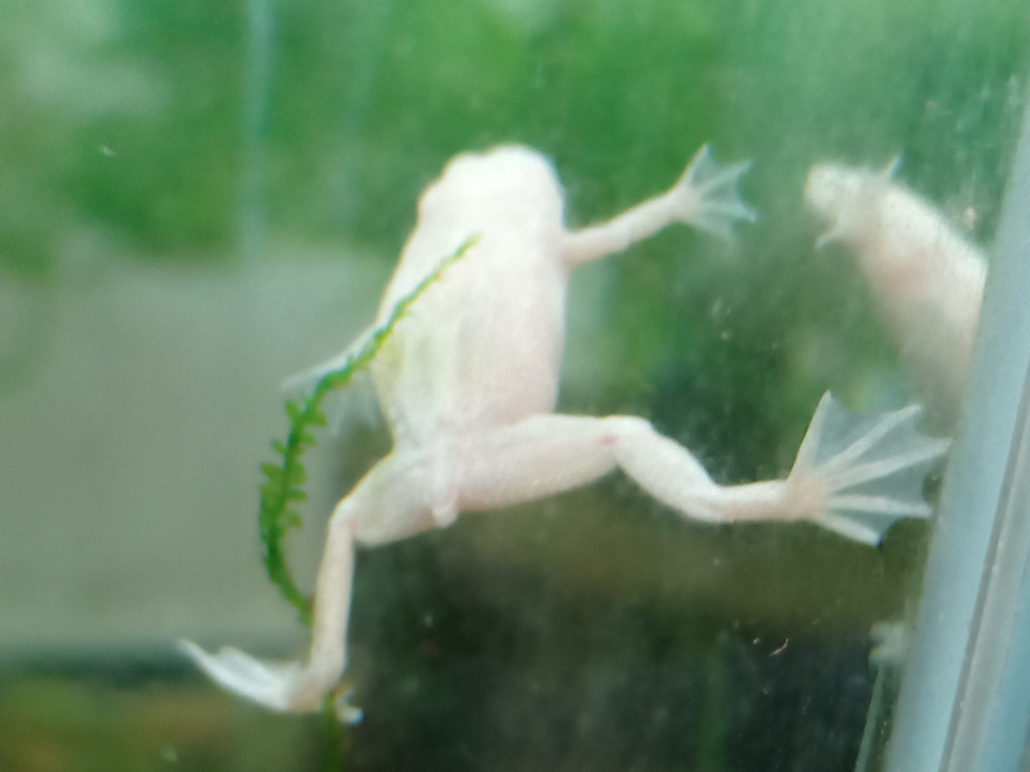 静岡の熱帯魚屋さんミクロの入荷。