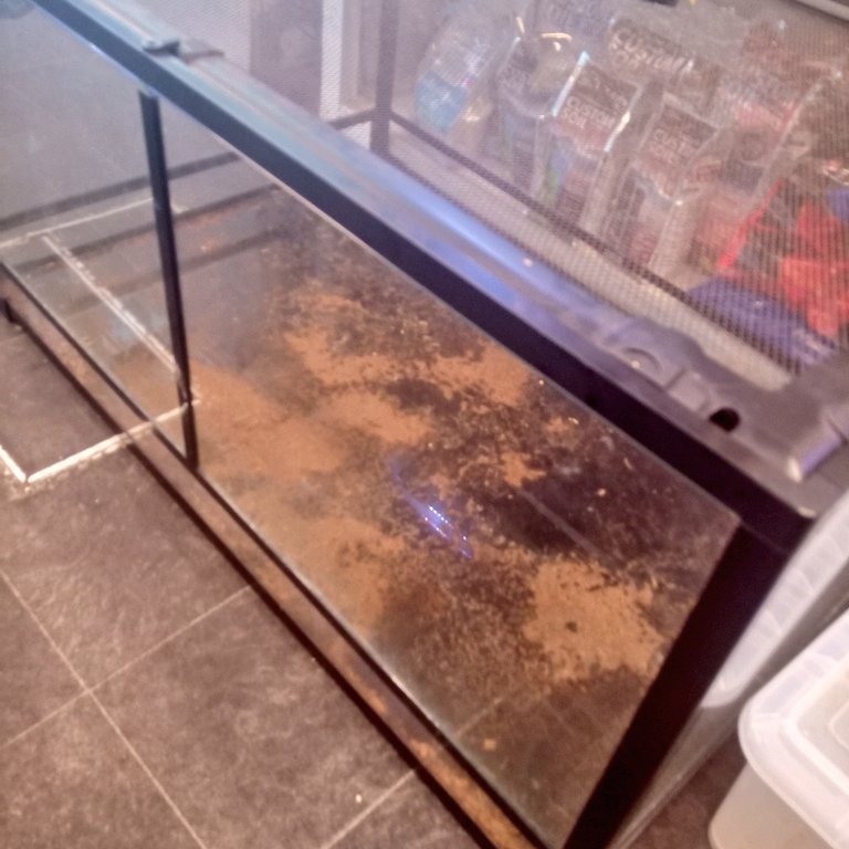静岡の熱帯魚屋さんミクロの中古。
