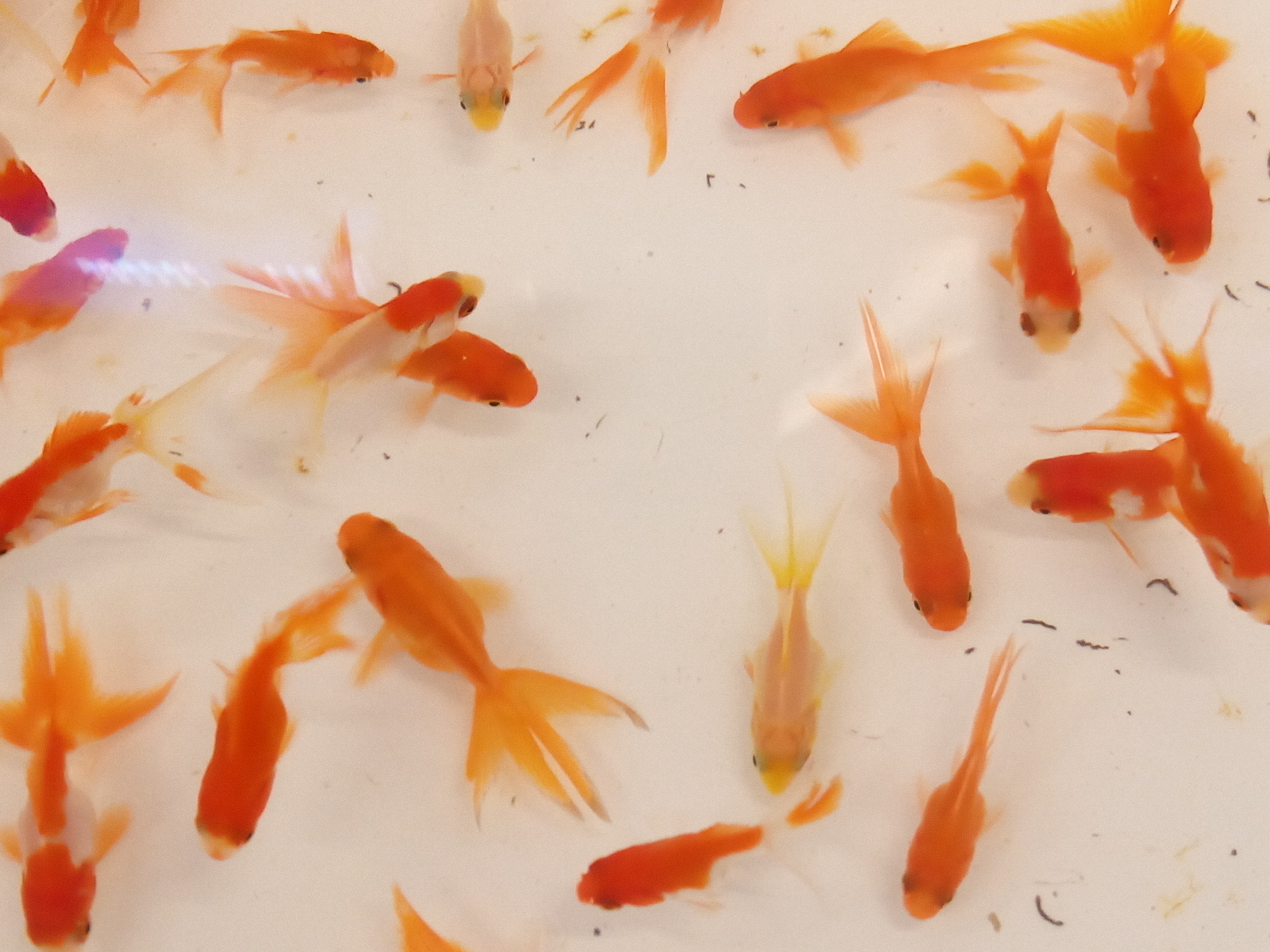 静岡の熱帯魚屋さんミクロの静岡まつり。