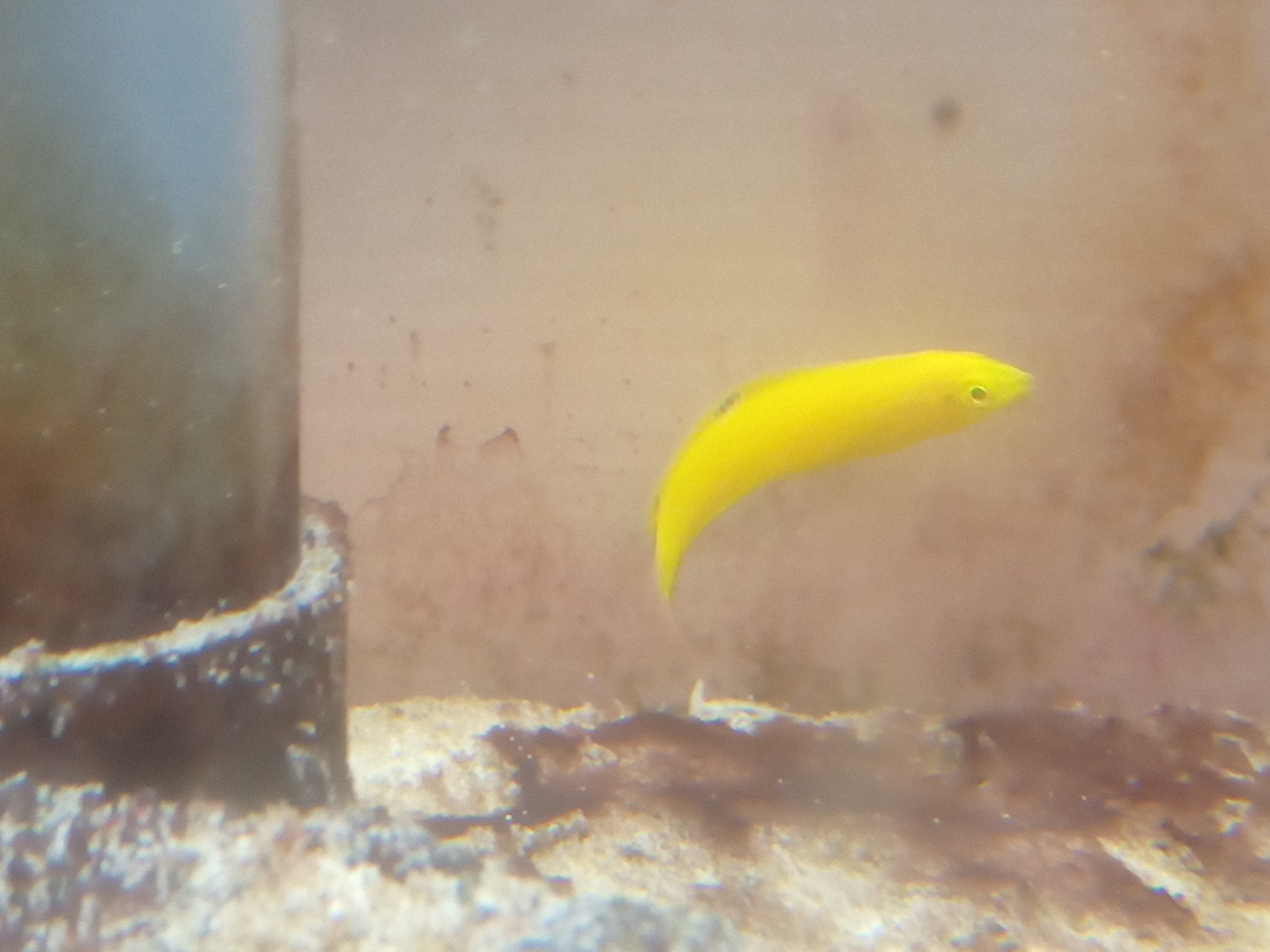 静岡の熱帯魚屋さんミクロの入荷。