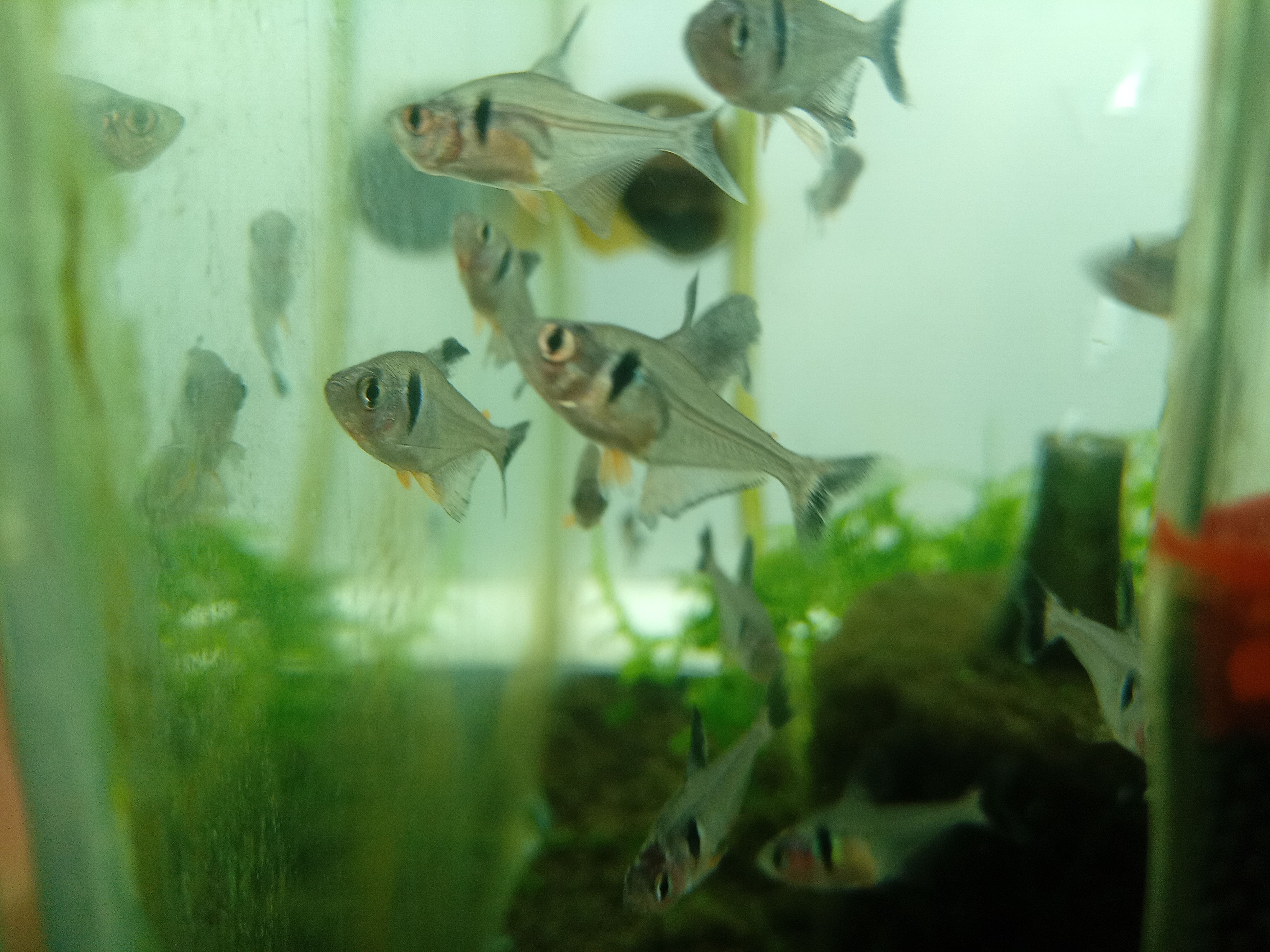 静岡の熱帯魚屋さんミクロの入荷。