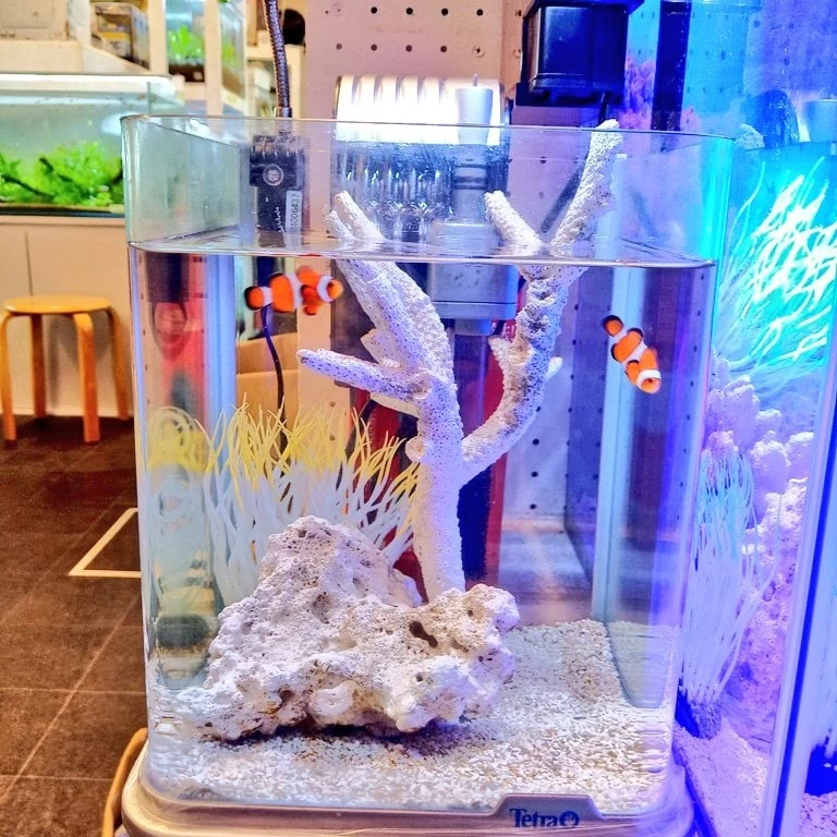 静岡の海水魚屋さんミクロで始めるカクレクマノミ飼育。