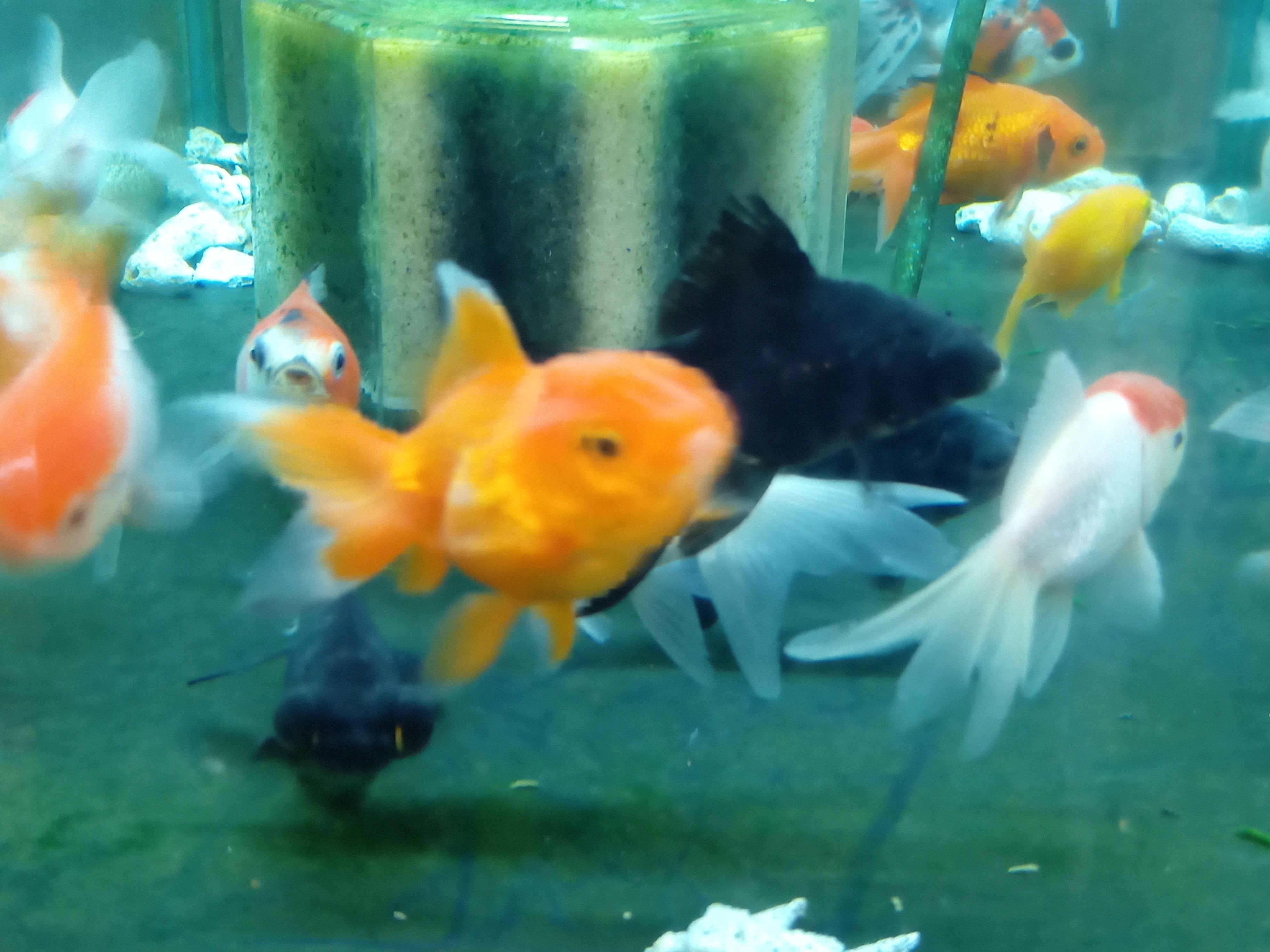 静岡の熱帯魚屋さんミクロの入荷。