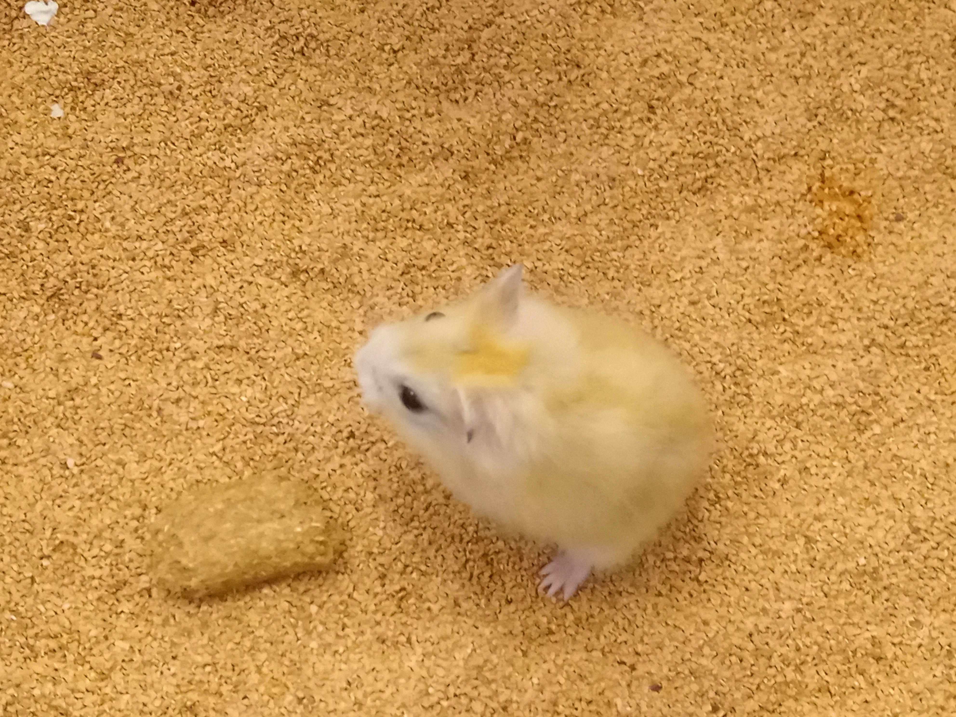 静岡の熱帯魚屋さんミクロの入荷。