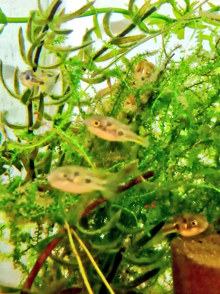 静岡の熱帯魚屋さんミクロで始める「しずトク商品券」のオススメの使い道③インドの淡水ちびふぐ