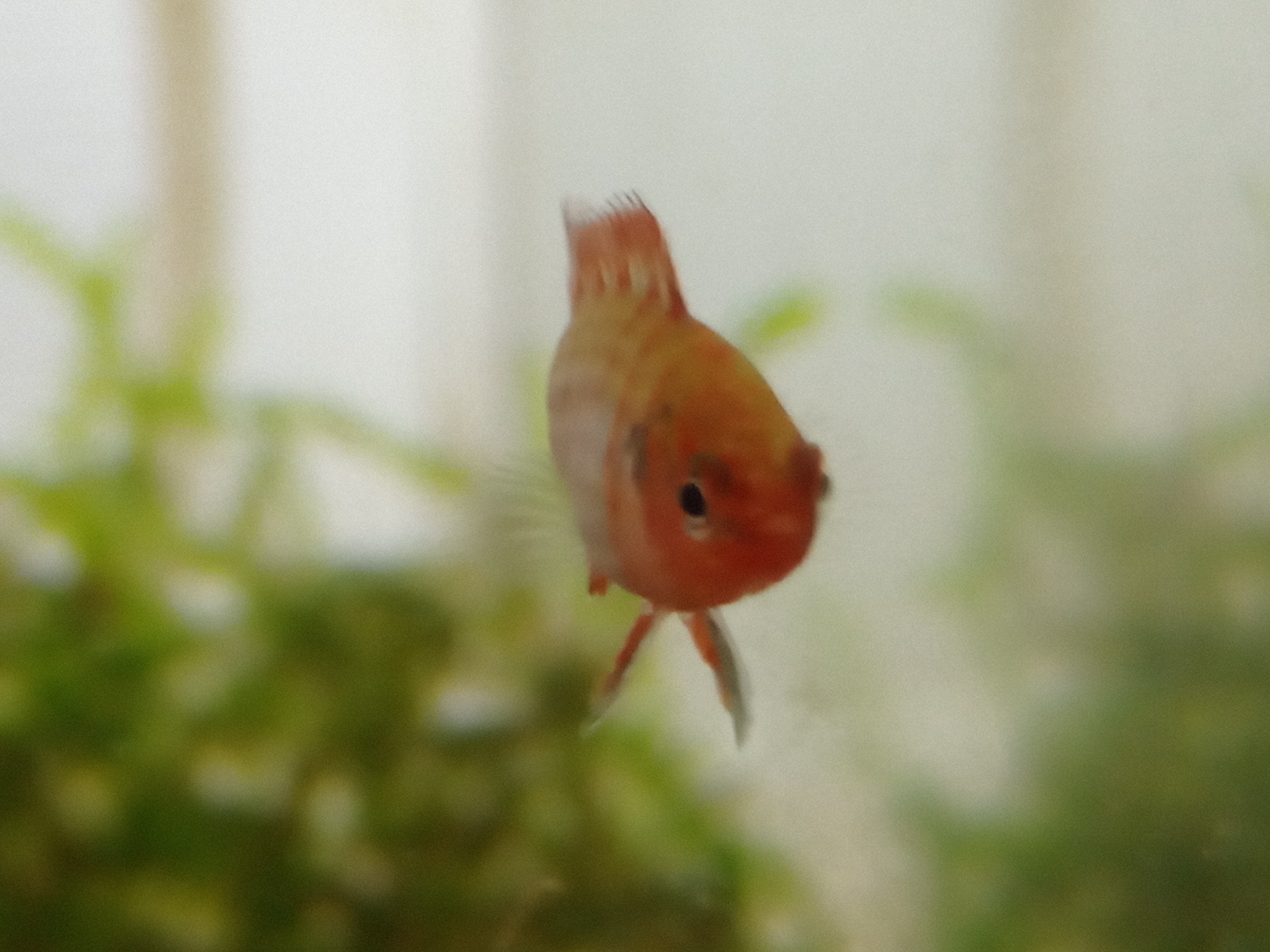 静岡の熱帯魚屋さんミクロの入荷。