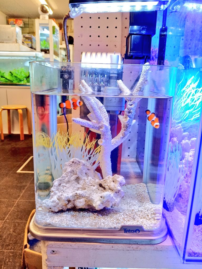 静岡の熱帯魚屋さんミクロで始める海水魚「かくれくまのみ」