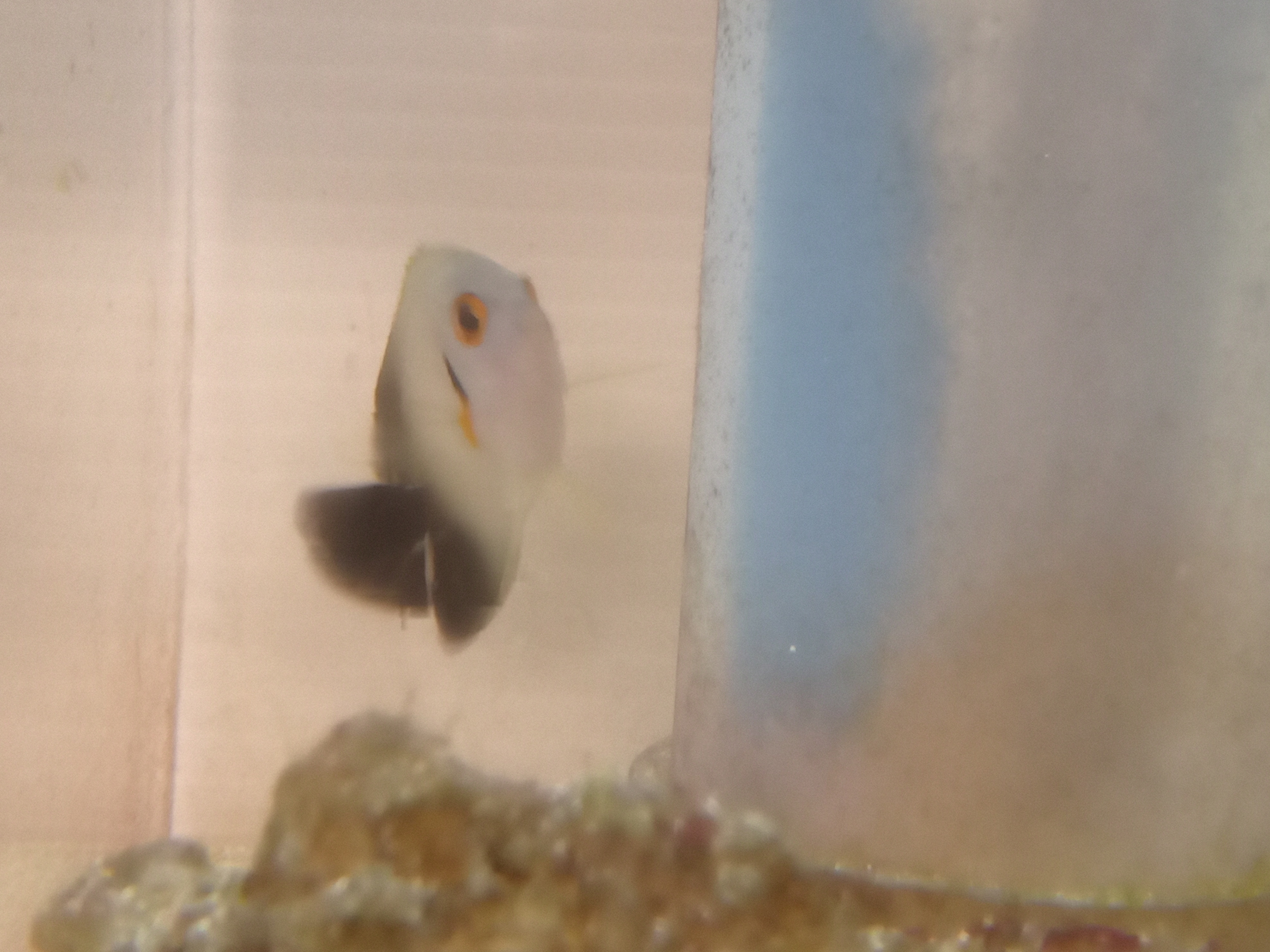 静岡の熱帯魚屋さんミクロの入荷。
