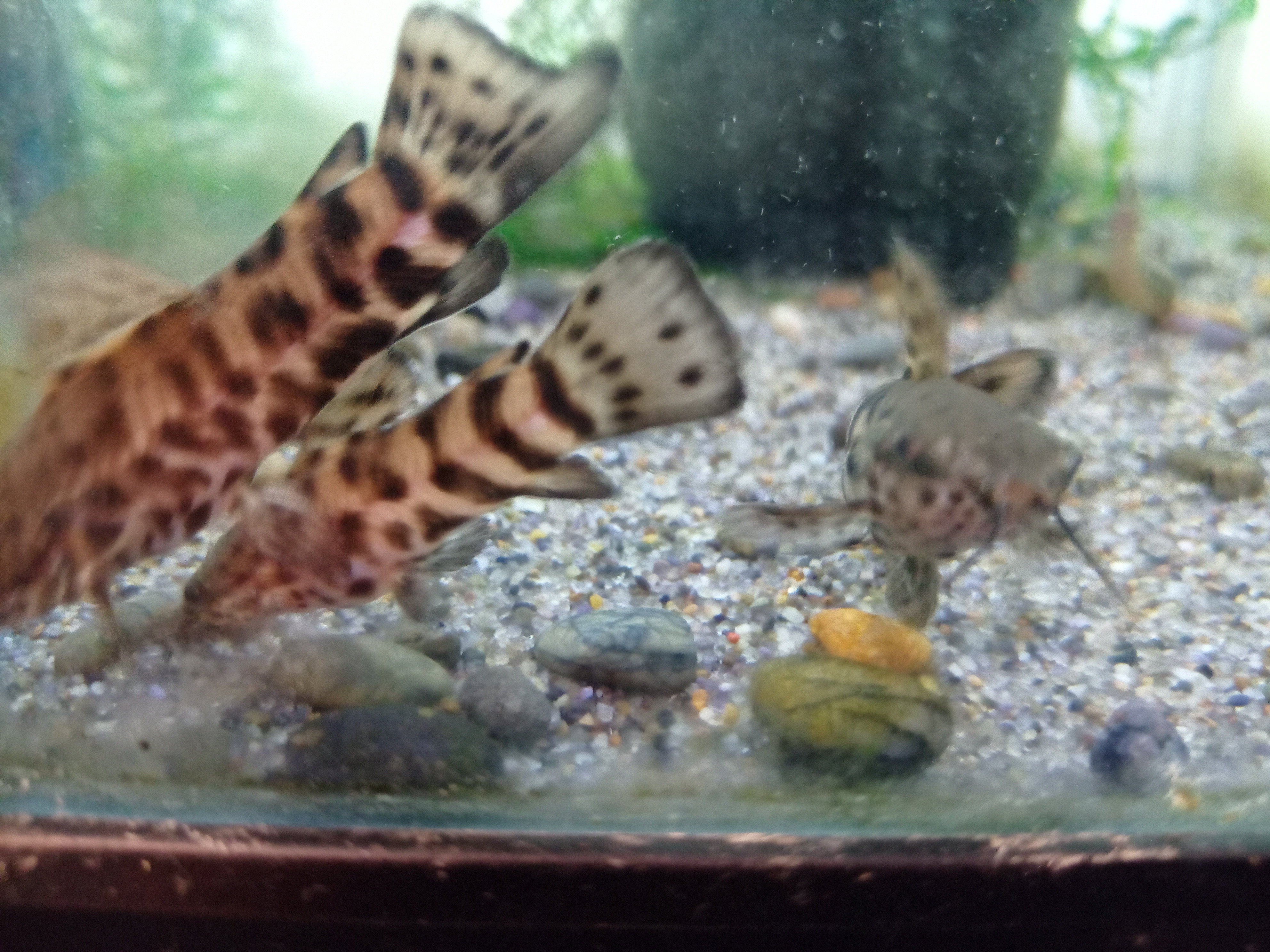 静岡の熱帯魚屋さんミクロの入荷。